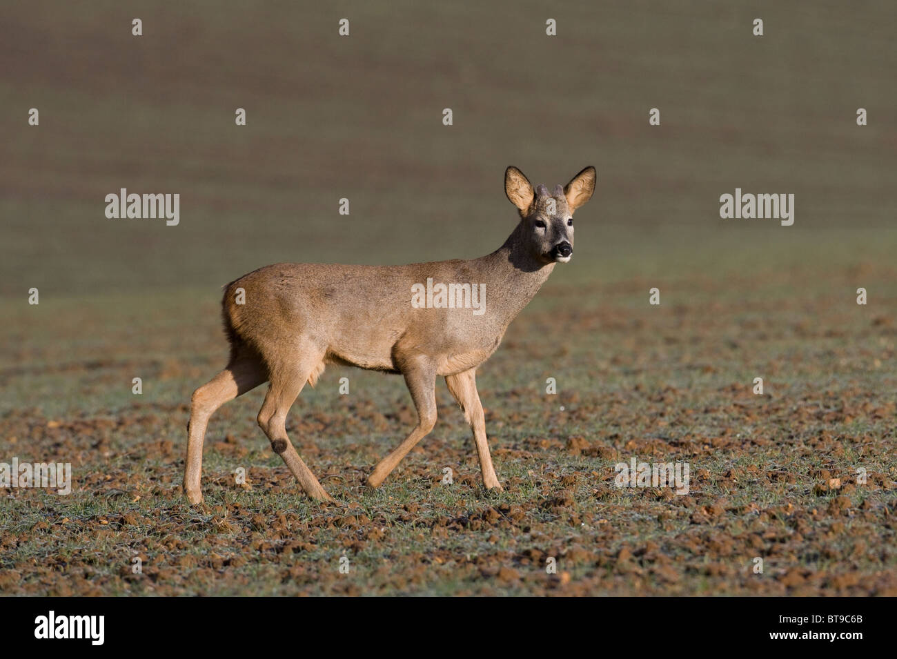 Young roe deer hi-res stock photography and images - Alamy