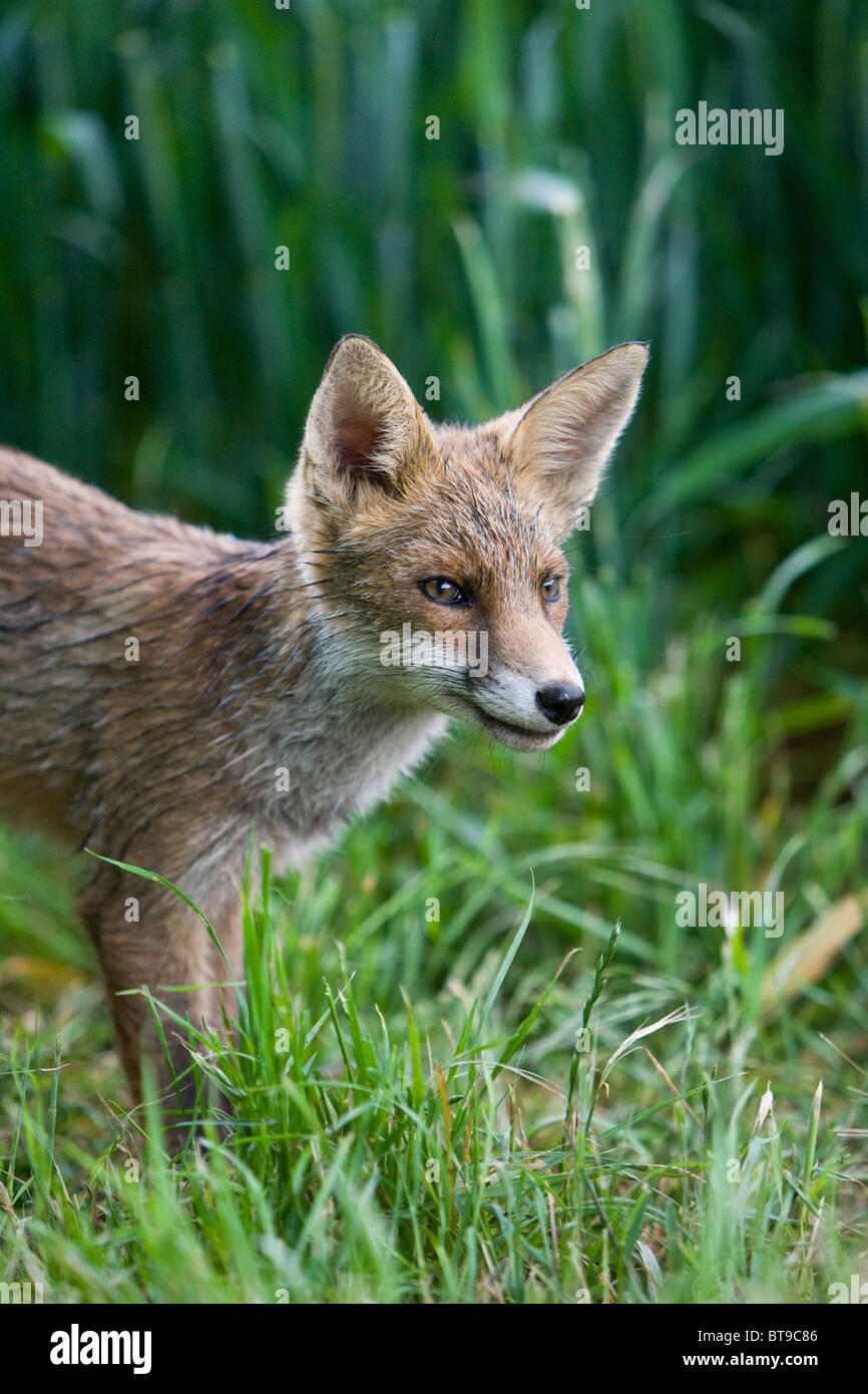 Young European red fox (Vulpes vulpes) at the edge of a field of wheat. Oxfordshire, England, June 2010. Stock Photo