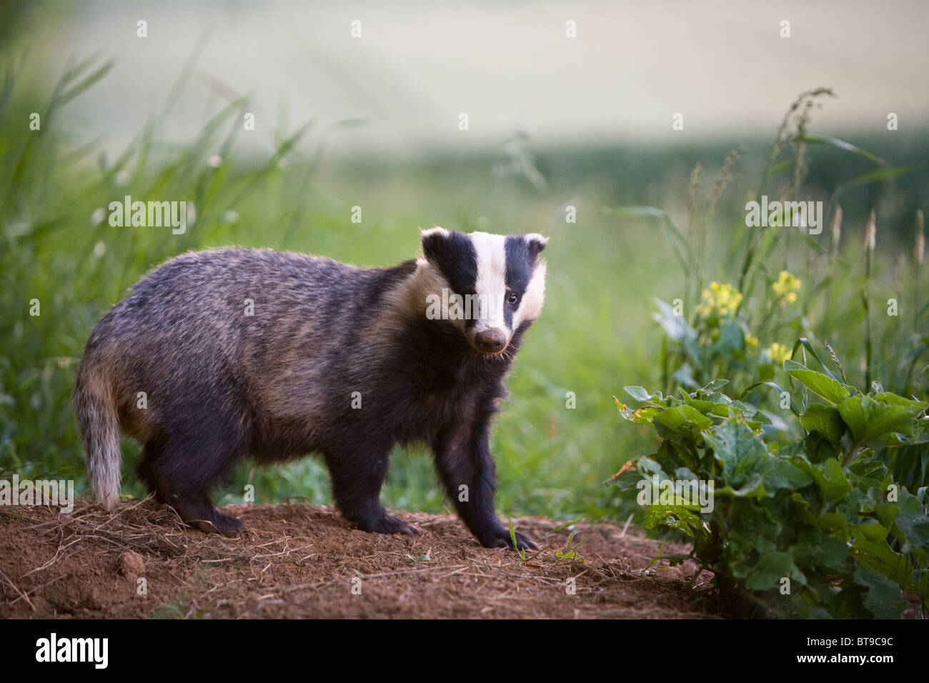 Badger (Meles meles) by the entrance to sett at the edge of a wood and a wheat field. Oxfordshire, England, June 2010. Stock Photo
