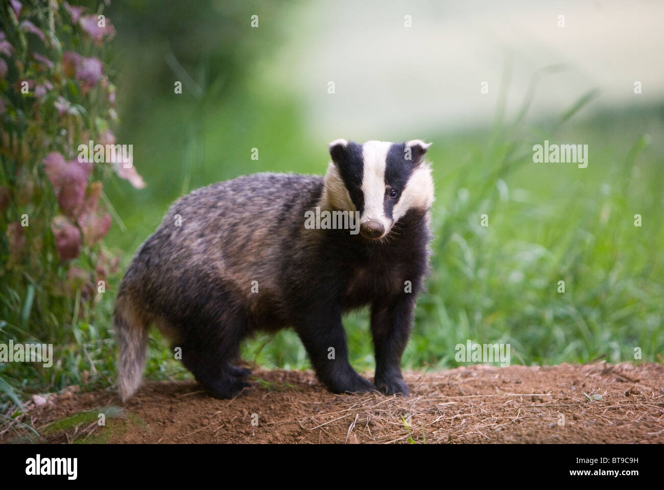 Badger (Meles meles) by the entrance to sett at the edge of a wood and a wheat field. Oxfordshire, England, June 2010. Stock Photo