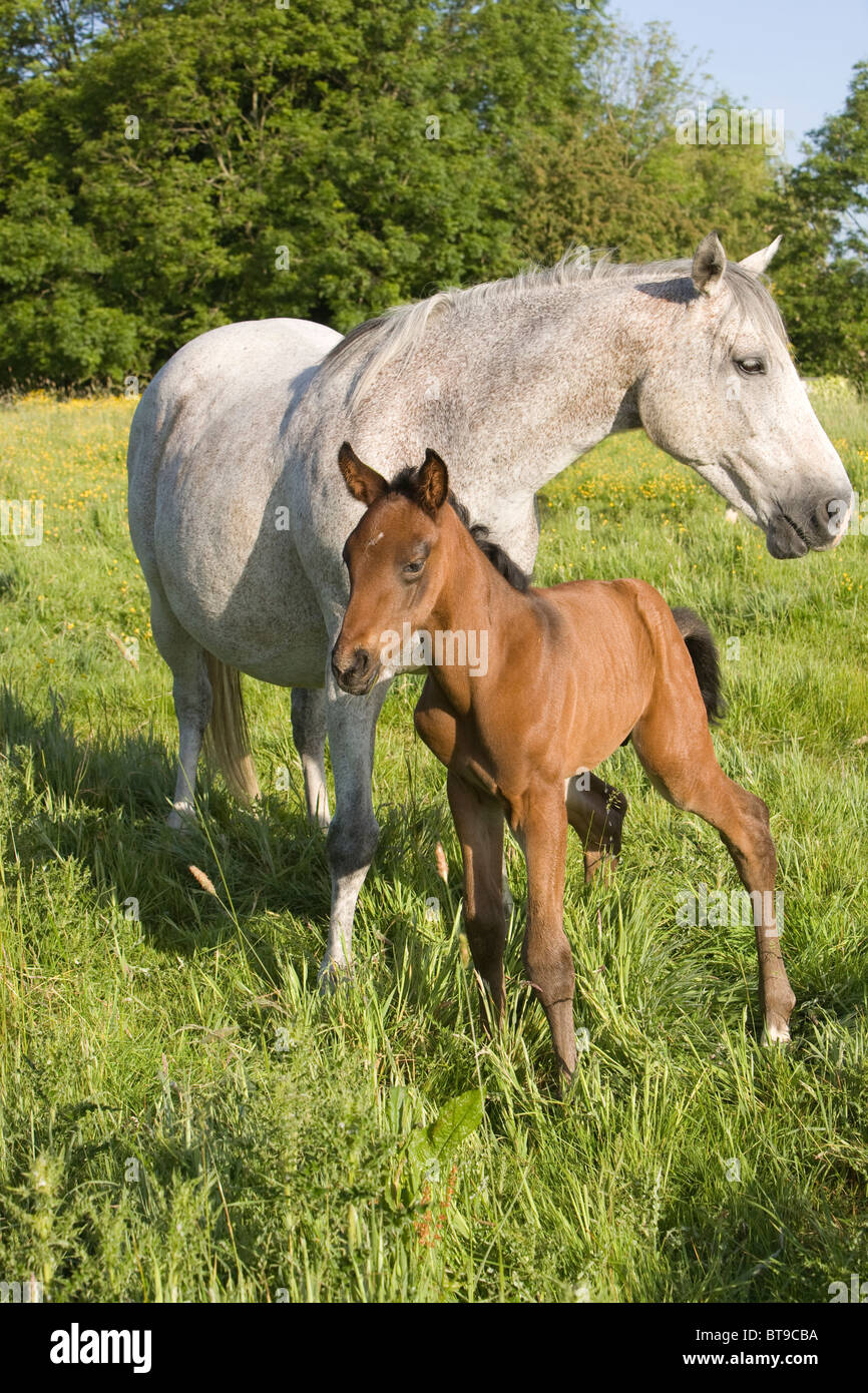 Mare and young foal in a field in the early morning sun, Oxfordshire, England. Stock Photo