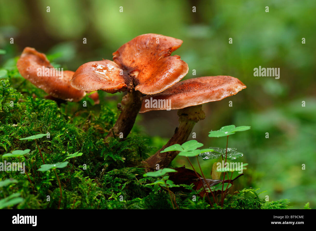 Fungi on moss overgrown wood Stock Photo