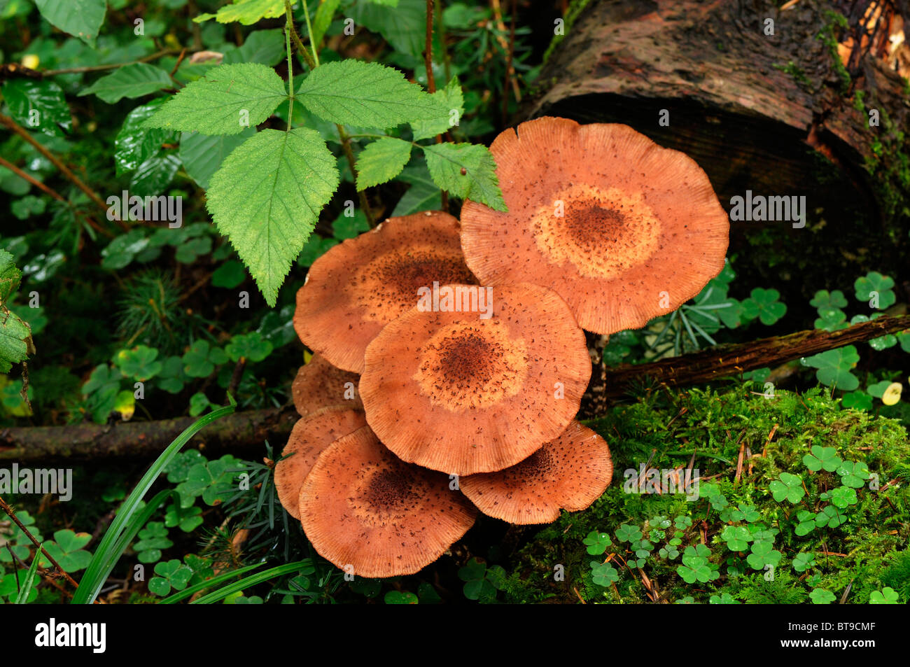 Mushrooms in the undergrowth Stock Photo