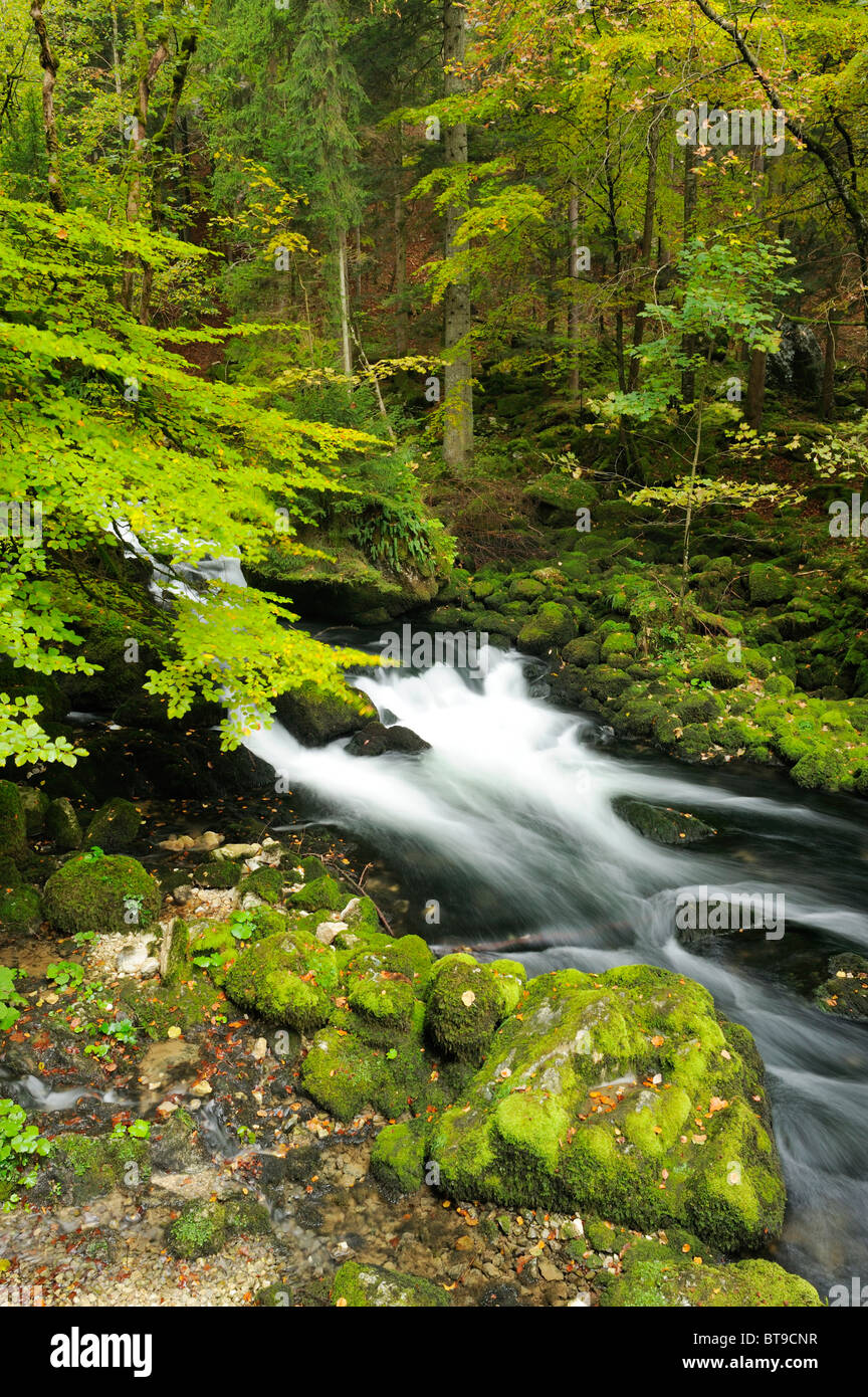 Autumn coloured woods alongside the Orbe River, Vallorbe, Jura ...