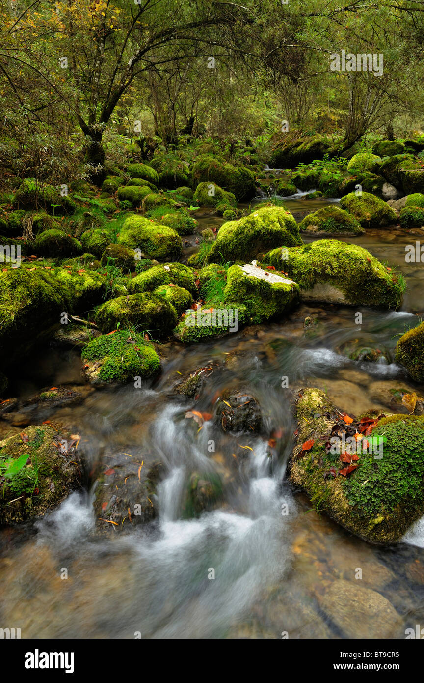 Moss covered river rocks hi-res stock photography and images - Alamy