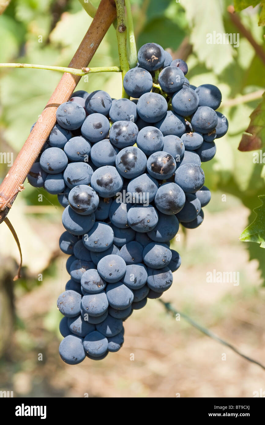 ripe bunch of red grapes in a vineyard Stock Photo
