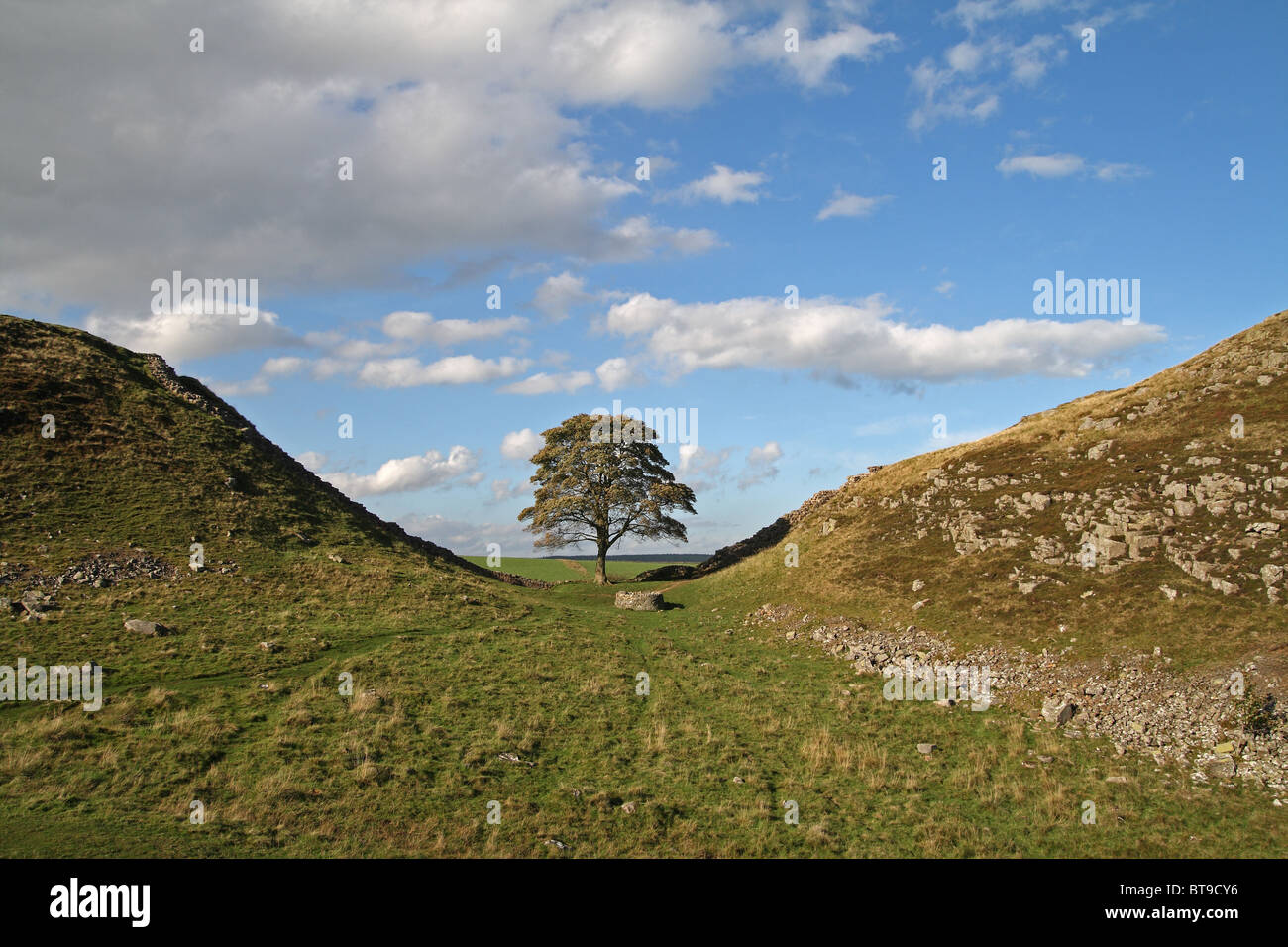 Sycamore Tree (Acer pseudoplatanus) at Sycamore Gap, Hadrian's Wall, Northumberland, England Stock Photo