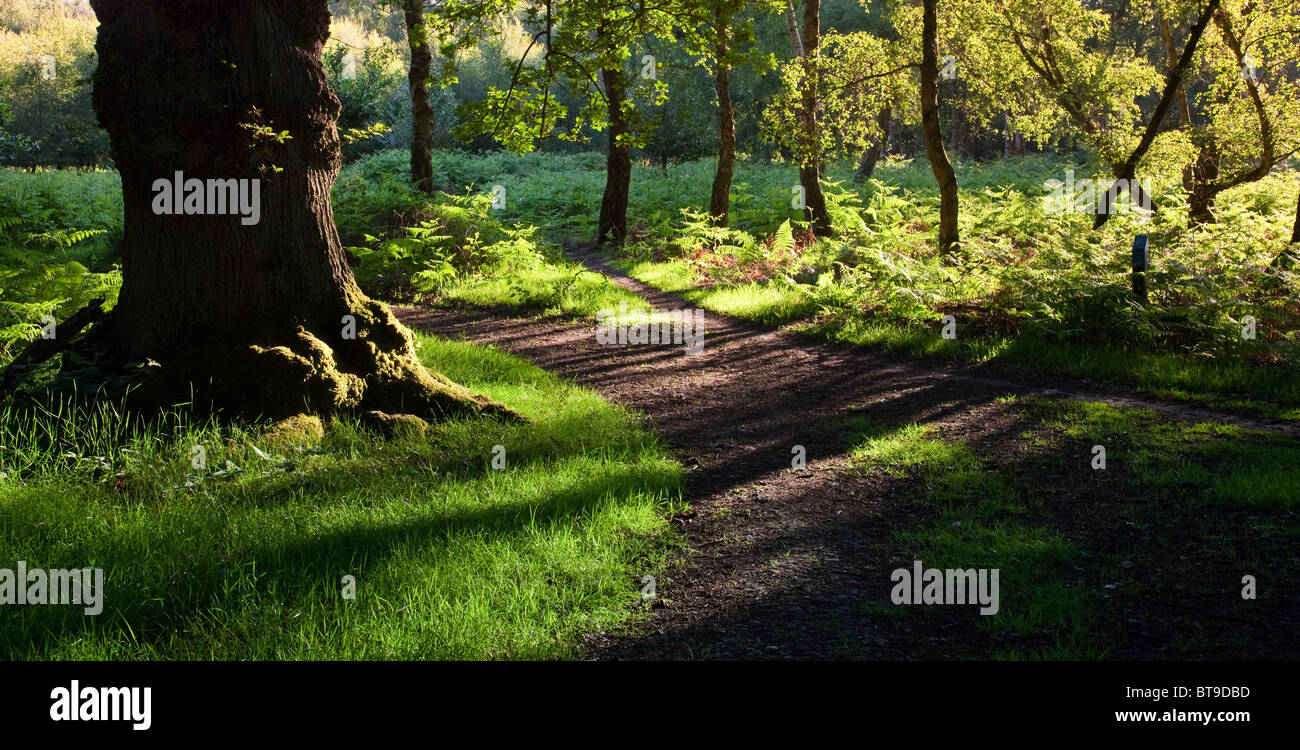 Brocton Coppice in early summer Cannock Chase Country Park AONB (area