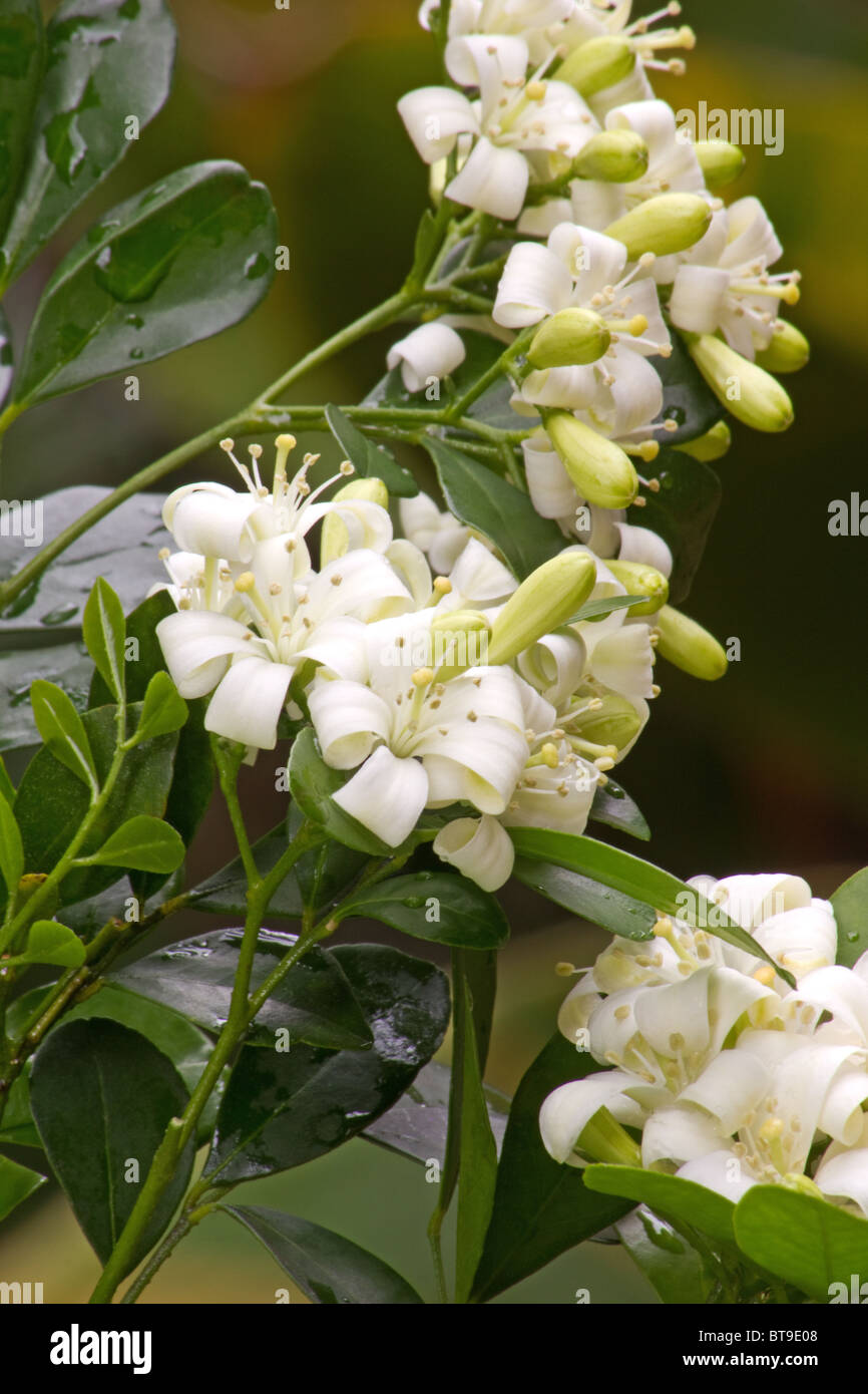 Jasmine flowers (Murraya paniculata) close-up Stock Photo