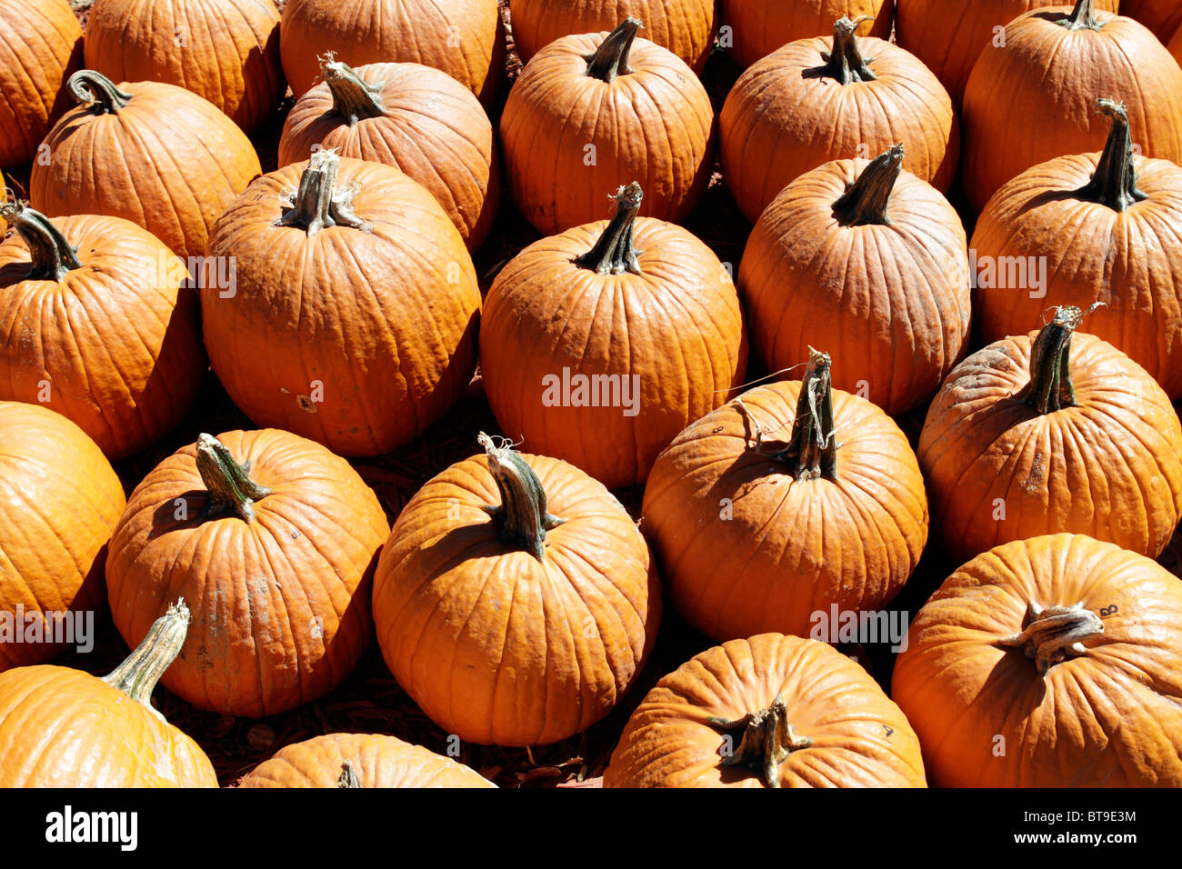 Pumpkins for sale in a farm near Dawsonville, Georgia. Overized pumpkins are popular with Halloween shoppers. Stock Photo