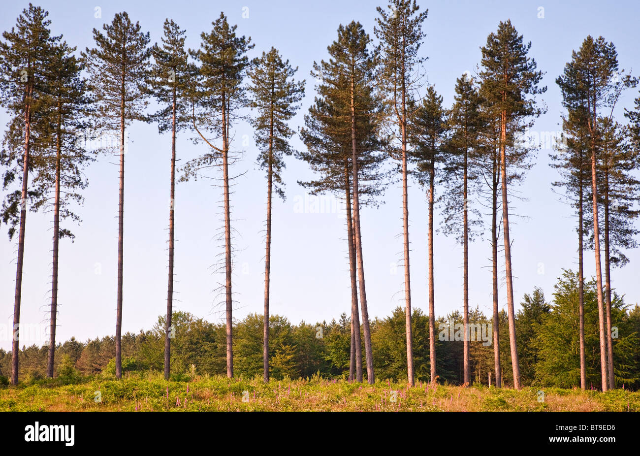 Tall pines near Marquis Drive in early summer Cannock Chase Country