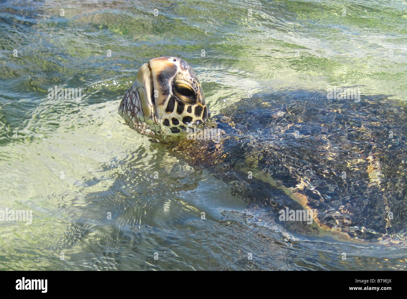 Sea Turtle pokes its nose up to catch a breath Stock Photo