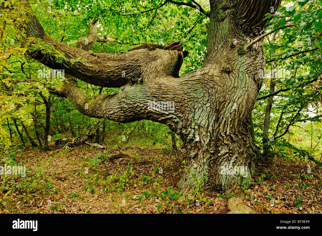 Century-old oak (Quercus) in the Naturschutzgebiet Insel Vilm nature reserve in the Biosphaerenreservat Suedost-Ruegen Biosphere Stock Photo