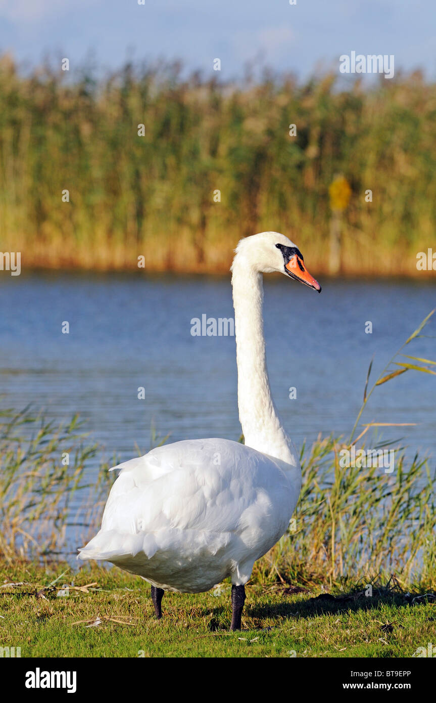 Mute Swan (Cygnus olor), Ruegen Island, Mecklenburg-Western Pomerania, Germany, Europe Stock Photo