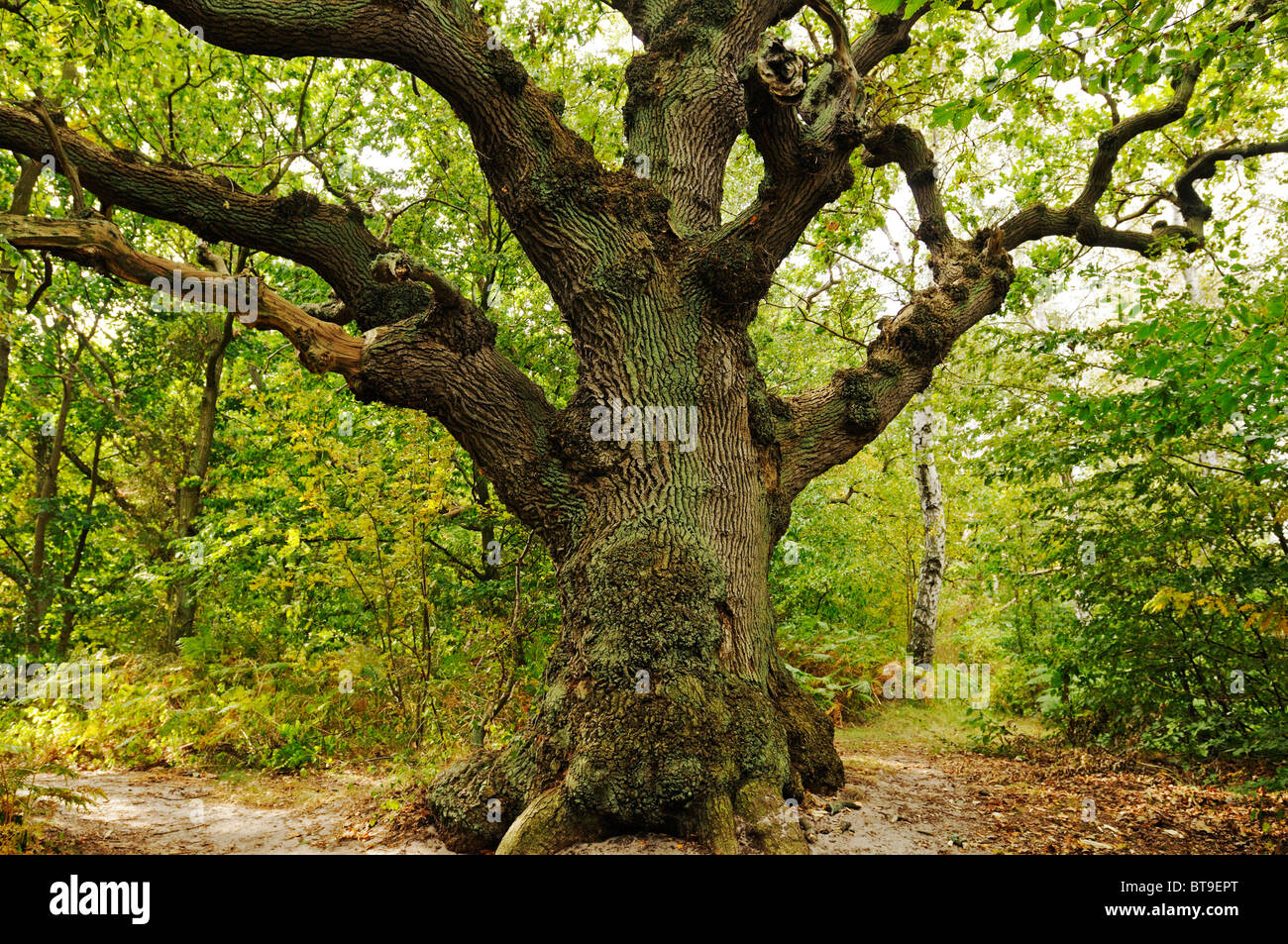 Century-old oak (Quercus) in the Naturschutzgebiet Insel Vilm nature ...