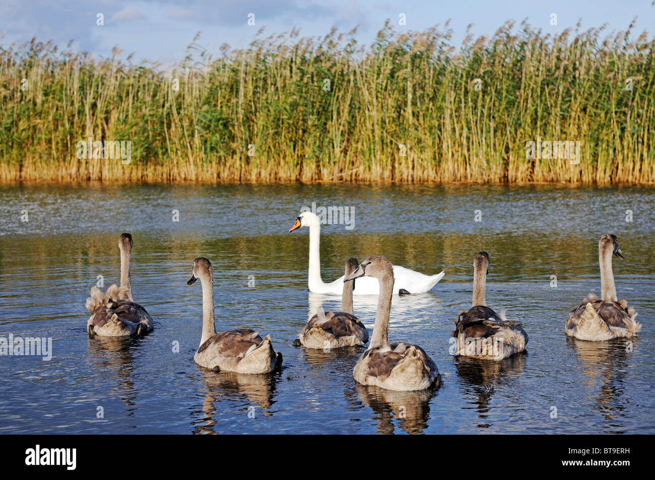 Mute Swans (Cygnus olor), Ruegen Island, Mecklenburg-Western Pomerania, Germany, Europe Stock Photo