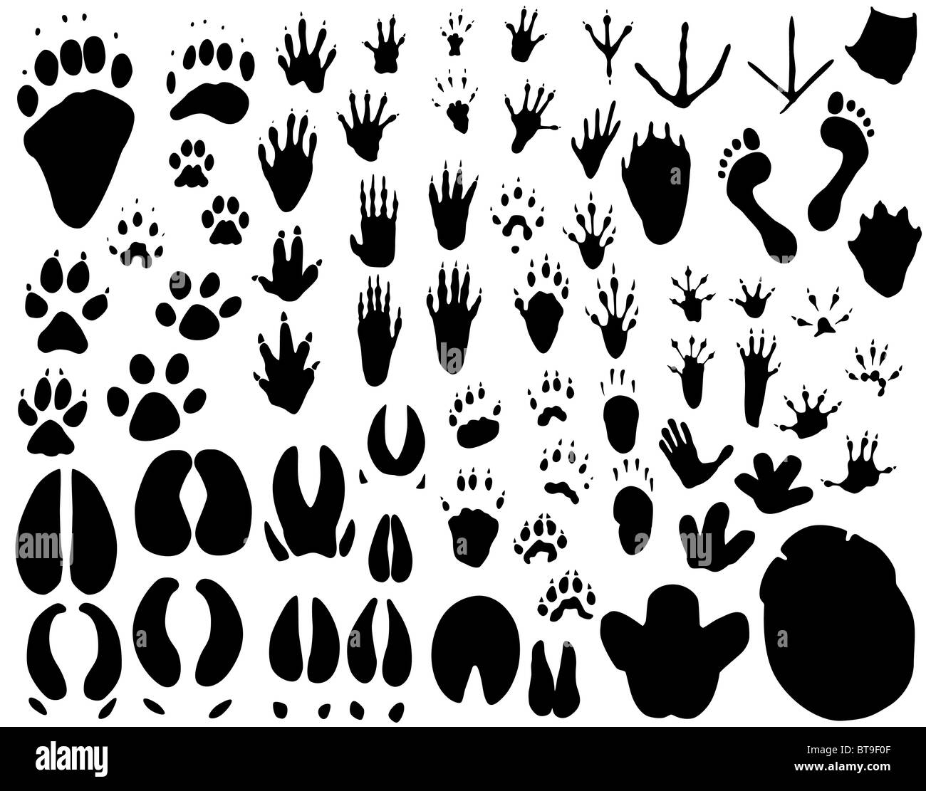 127,342 Animal Track Images, Stock Photos, 3D objects, & Vectors