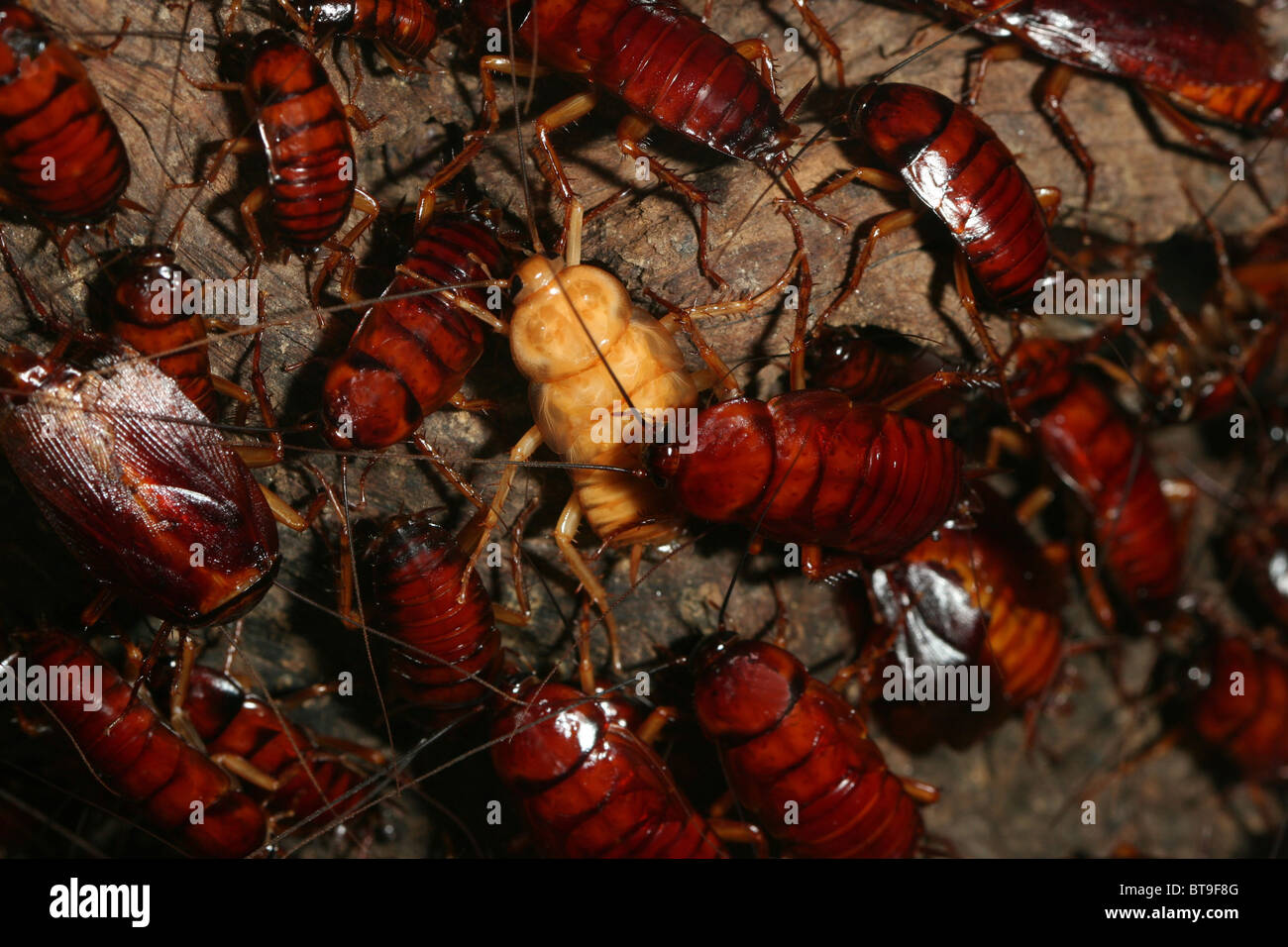 Large nest of cockroaches scurrying about Stock Photo Alamy