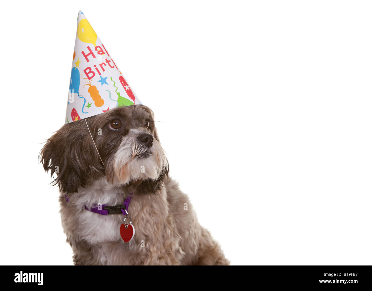 small dog birthday hat
