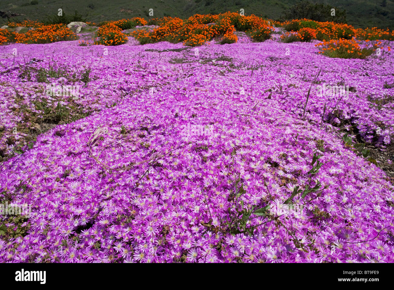Purple flowers and California Poppy (Eschscholzia californica), Highway 1, California, USA, Pacific Ocean Stock Photo