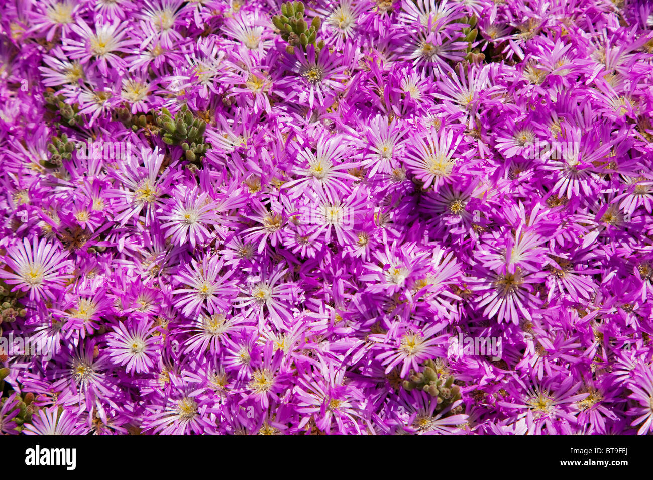 Pink and purple flowers Stock Photo