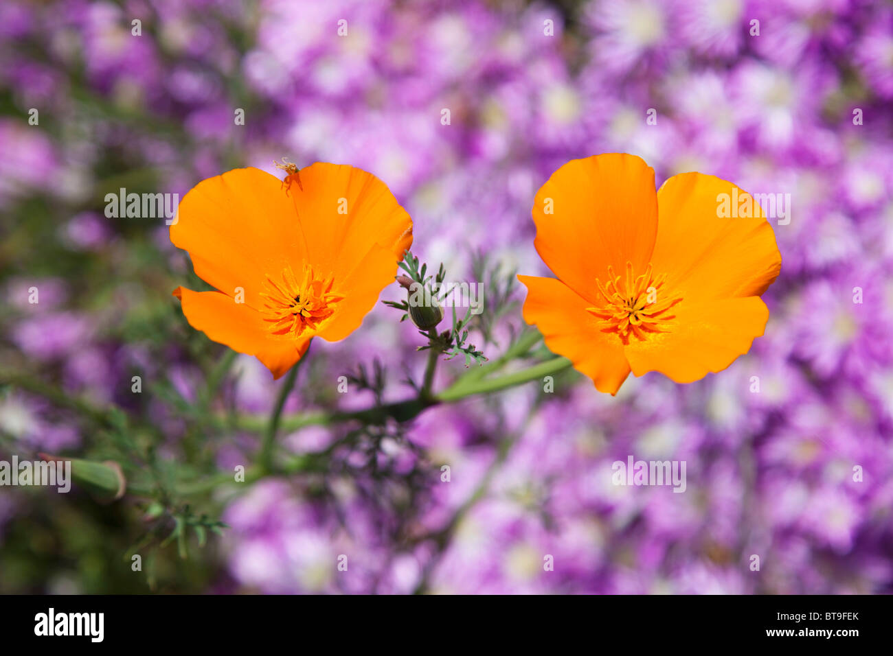 California Poppy (Eschscholzia californica), California, USA Stock Photo