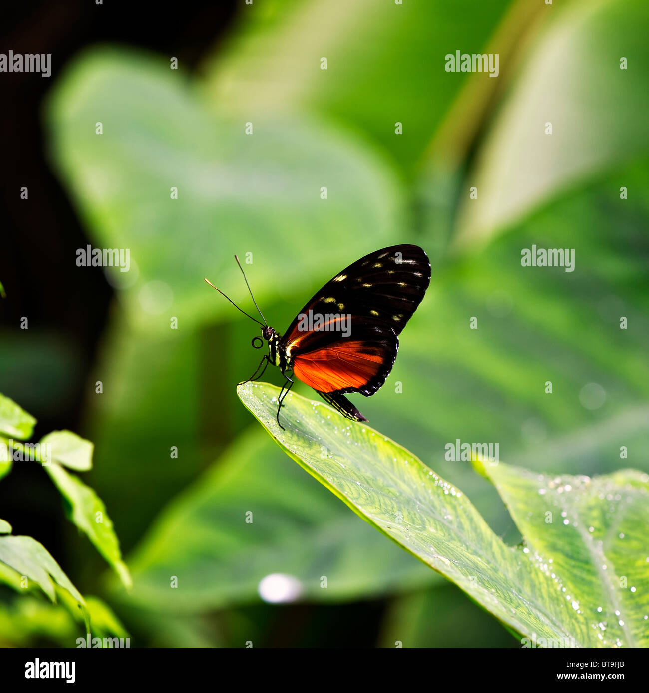 Heliconius Hecale Butterfly Stock Photo