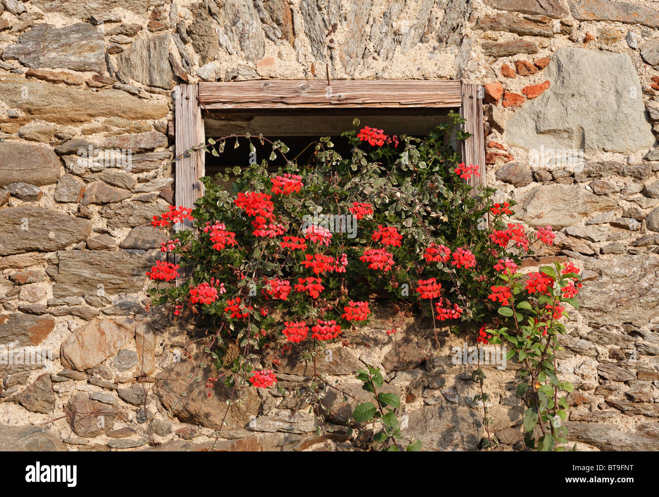 Geraniums in a window, old farm, Keutschach am See, Carinthia, Austria, Europe Stock Photo