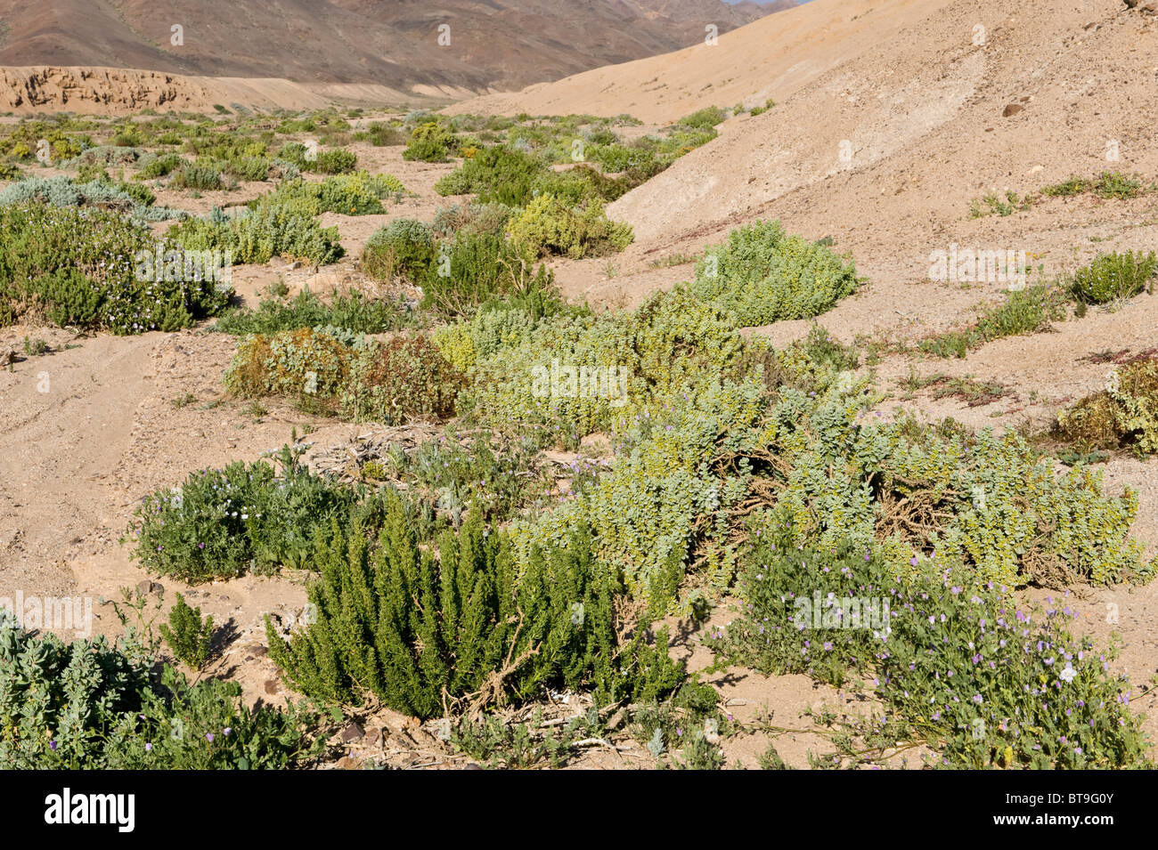 'desierto florido' valley in Los Lomitas Parque National Pan de Azucar Atacama (III) Chile South America after el Nino blooms Stock Photo