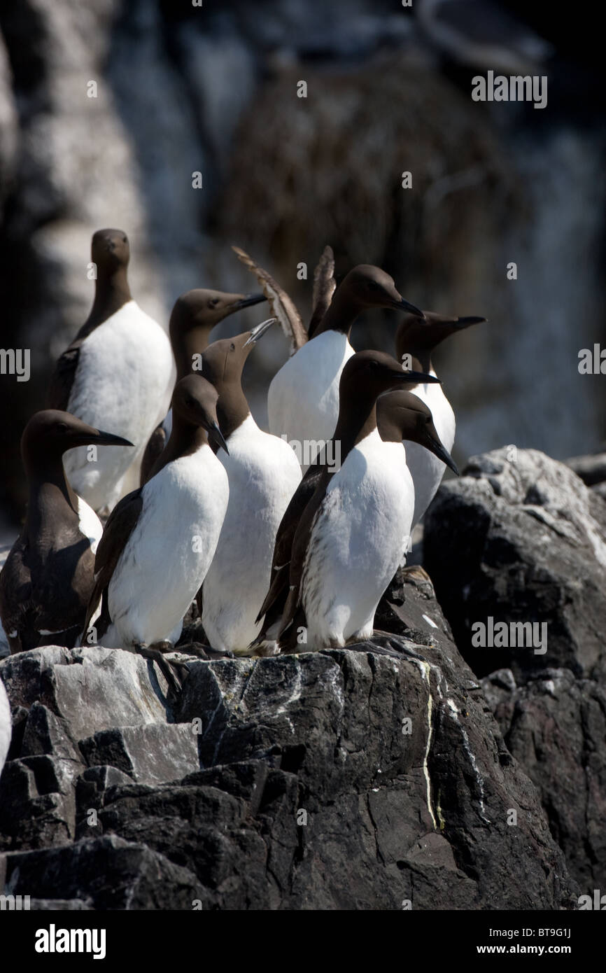 The Common Murre or Common Guillemot (Uria aalge) is a large auk. Stock Photo