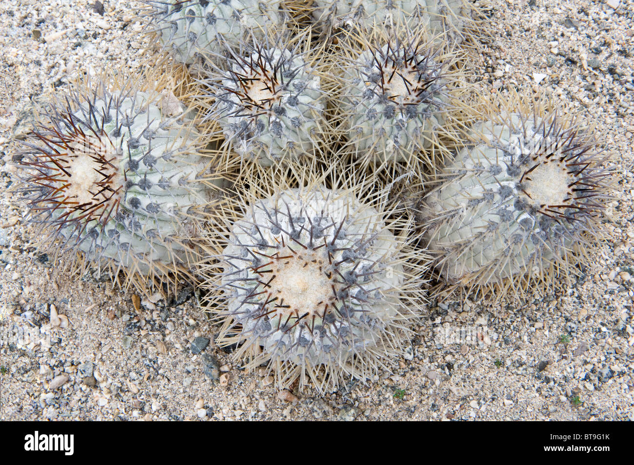 Copiapoa longistaminea is one of over 20 cacti growing in Parque National Pan de Azucar Atacama Chile South America Stock Photo