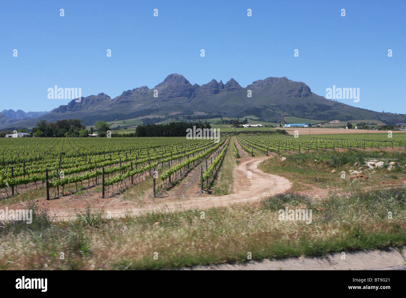 South Africa, Stellenbosch, cape origin, vine, grape, mountain, road Stock Photo