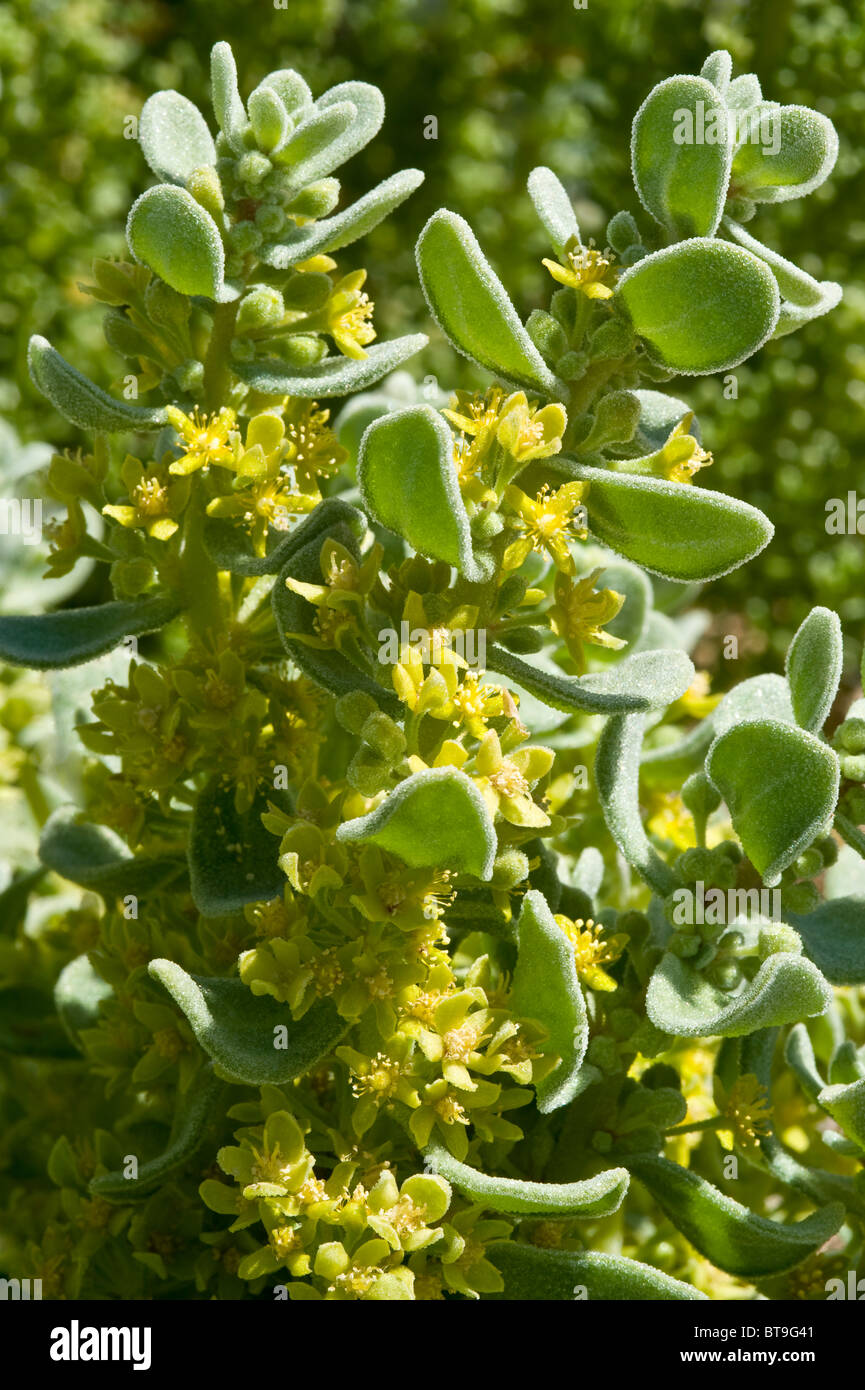Aguanosa (Tetragonia marítima) flowers after El Niño rains Los Lomitas Parque National Pan de Azucar Atacama Chile Stock Photo