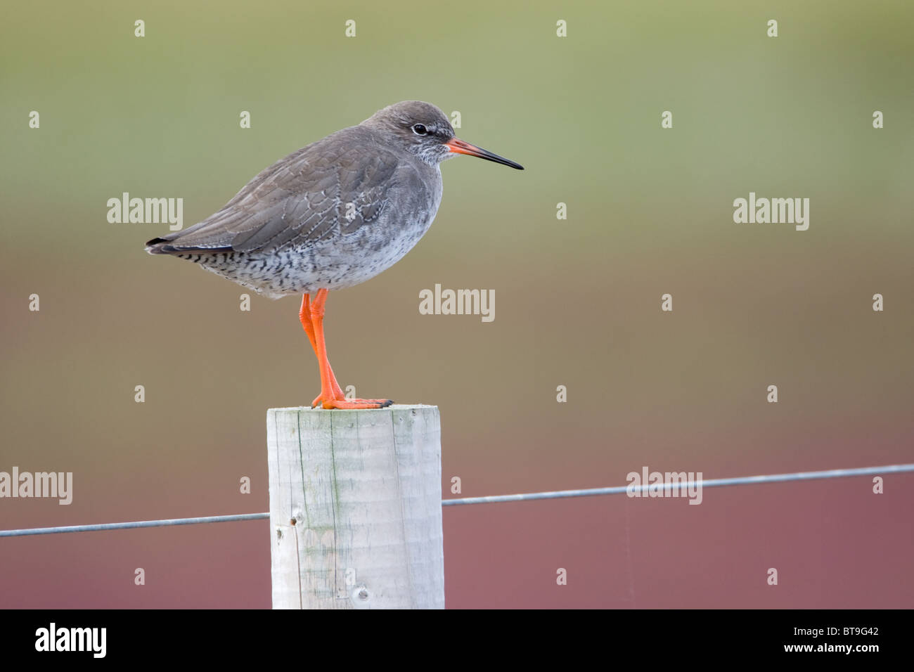 The Common Redshank or simply Redshank (Tringa totanus) is an Eurasian wader in the large family Scolopacidae. Stock Photo