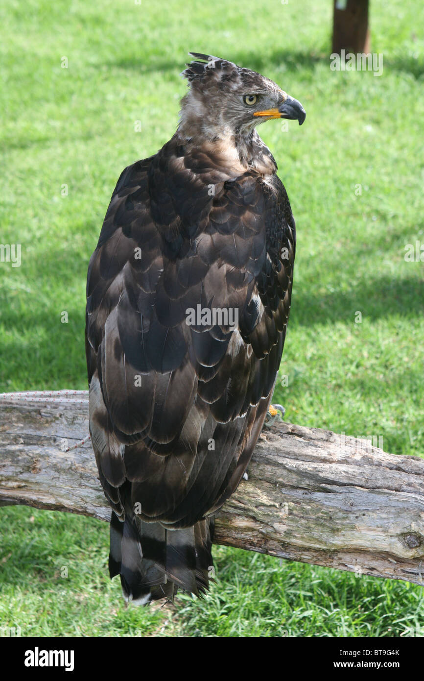 hawk, south Africa, big, bird Stock Photo