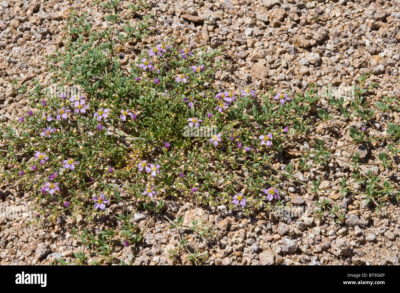 Hualputilla (Fagonia chilensis) flower after El Niño rains road to Los Lomitas Parque National Pan de Azucar Atacama Chile Stock Photo