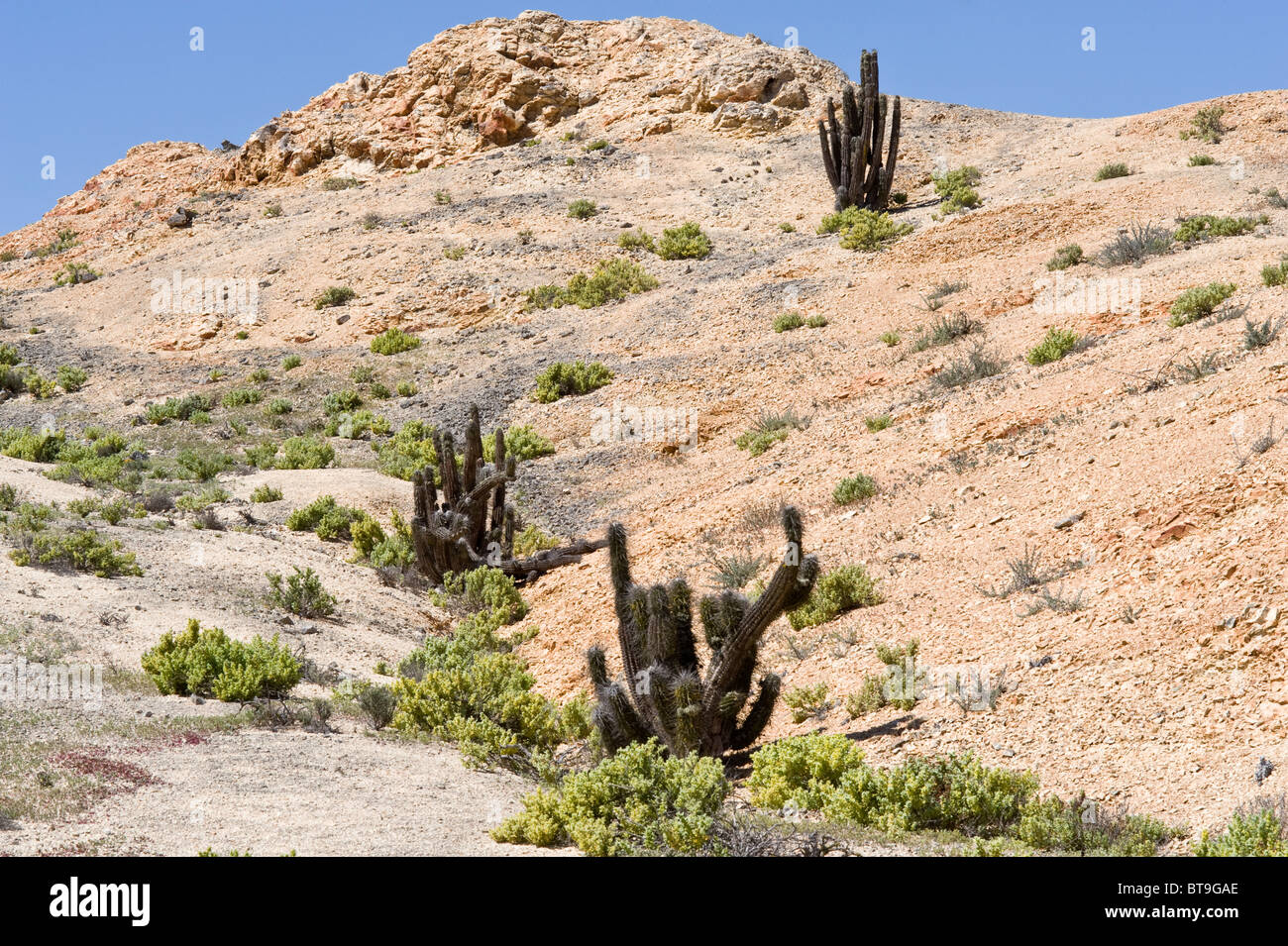 Valley with cacti and small shrubs on the way to Los Lomitas Parque National Pan de Azucar Atacama (III) Chile South America Stock Photo