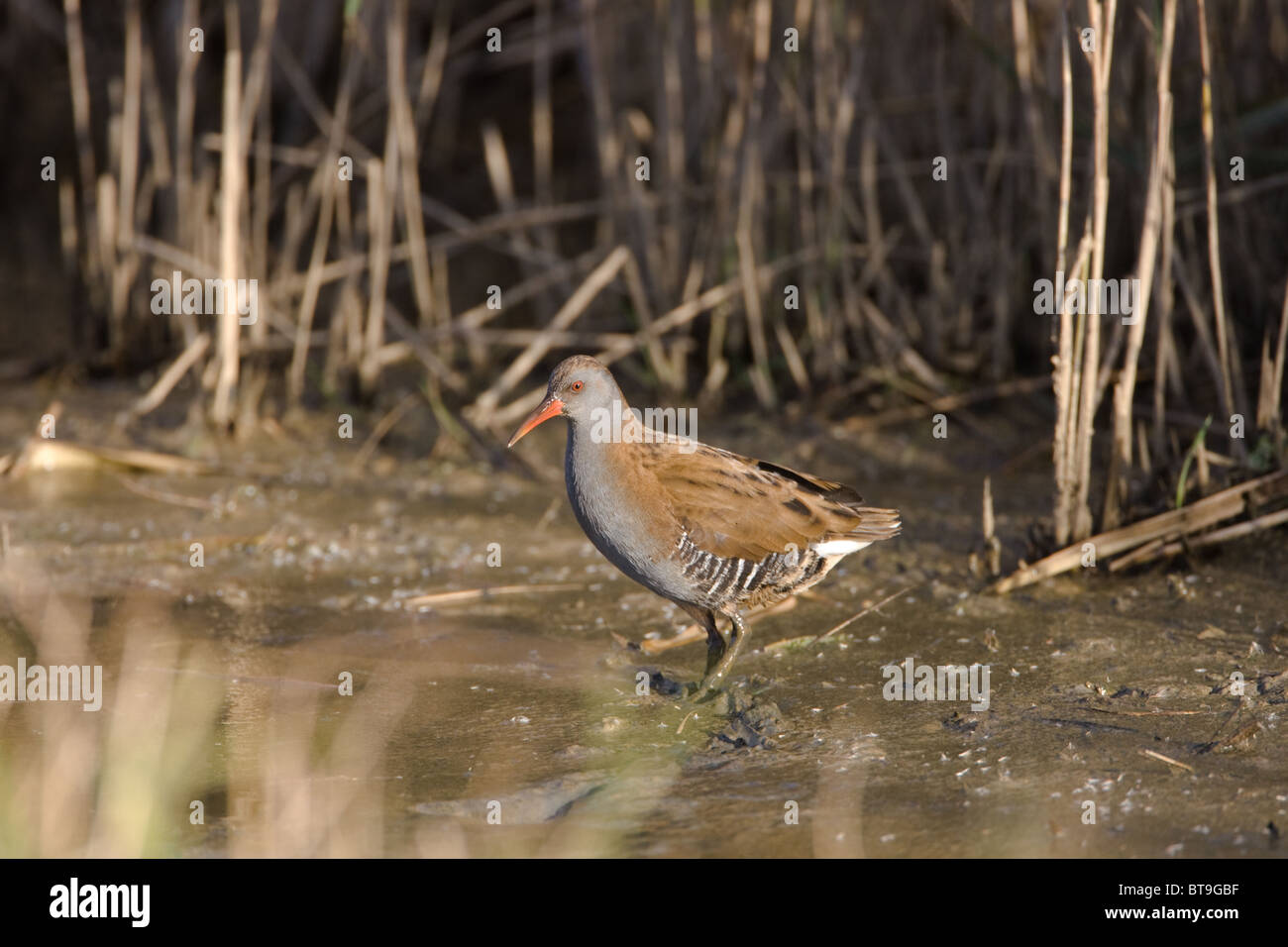 The Water Rail or European Water Rail[2] (Rallus aquaticus) is a small ...