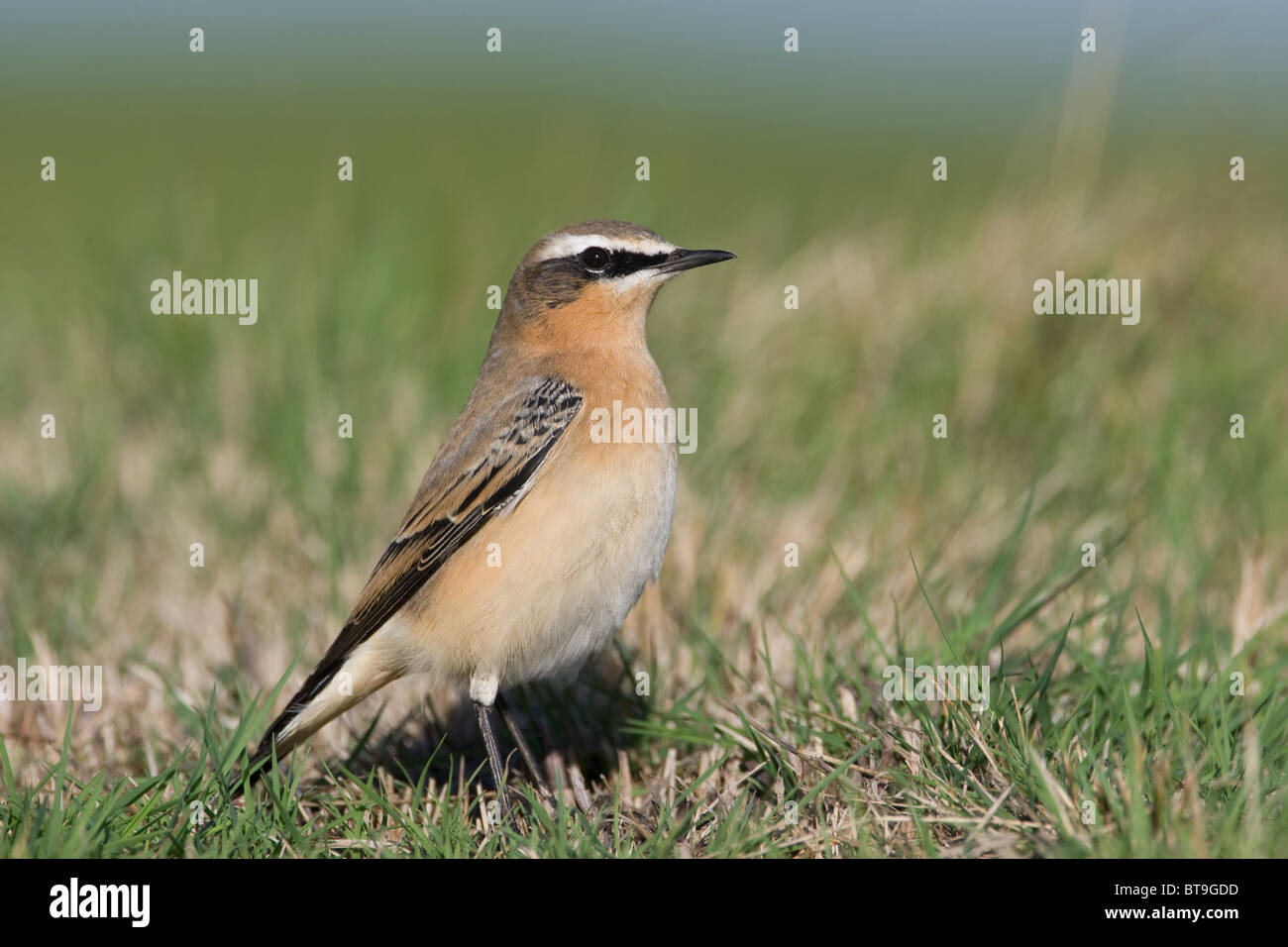 The Northern Wheatear or Wheatear (Oenanthe oenanthe) Autumn male in Norfolk UK, searching for food. Stock Photo