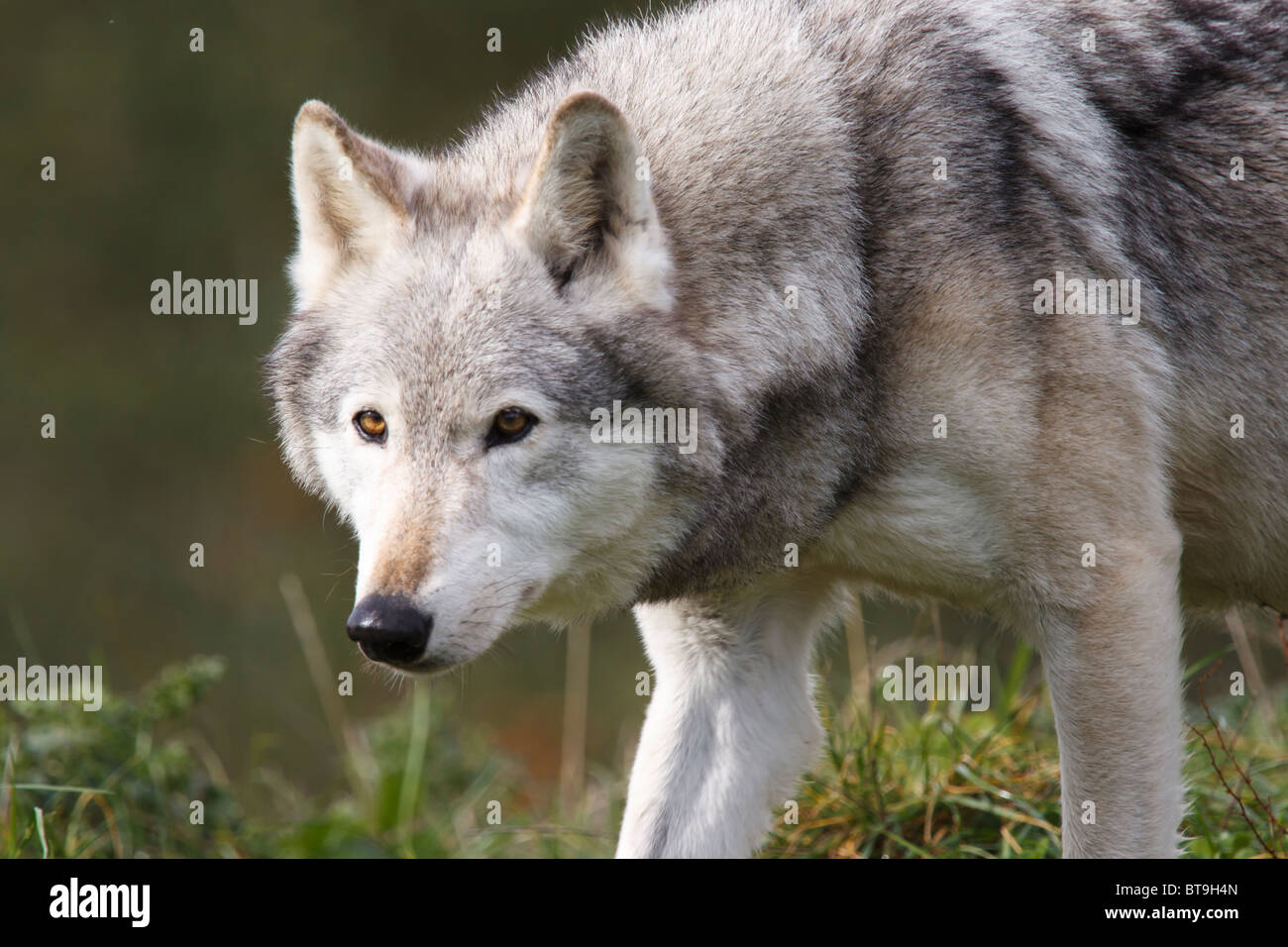 A North American Gray Wolf Stock Photo - Alamy