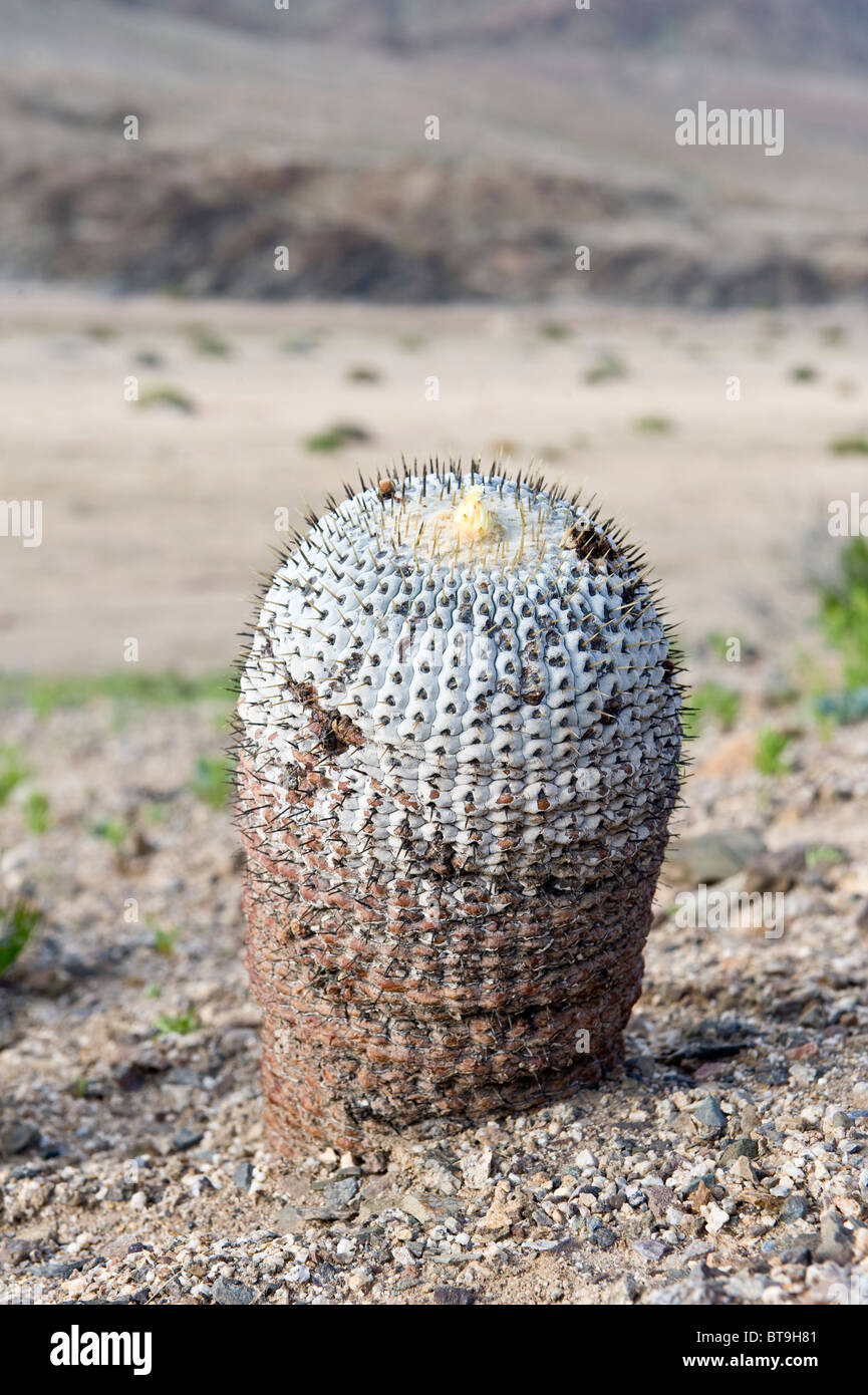 Cactus copiapoa columna alba hi-res stock photography and images - Alamy