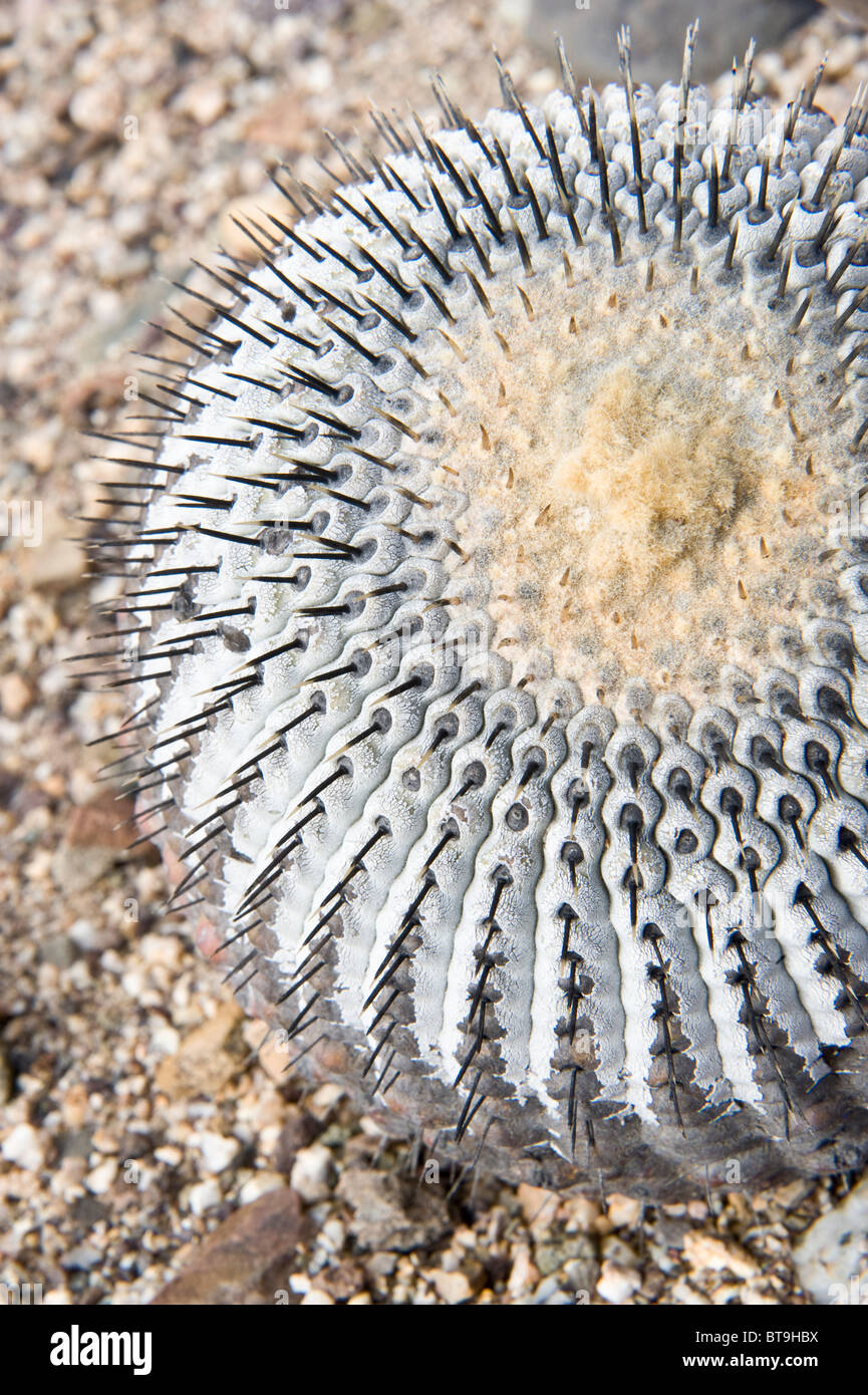 Copiapoa cinerea ssp. columna alba cactus detail Pan de Azucar National