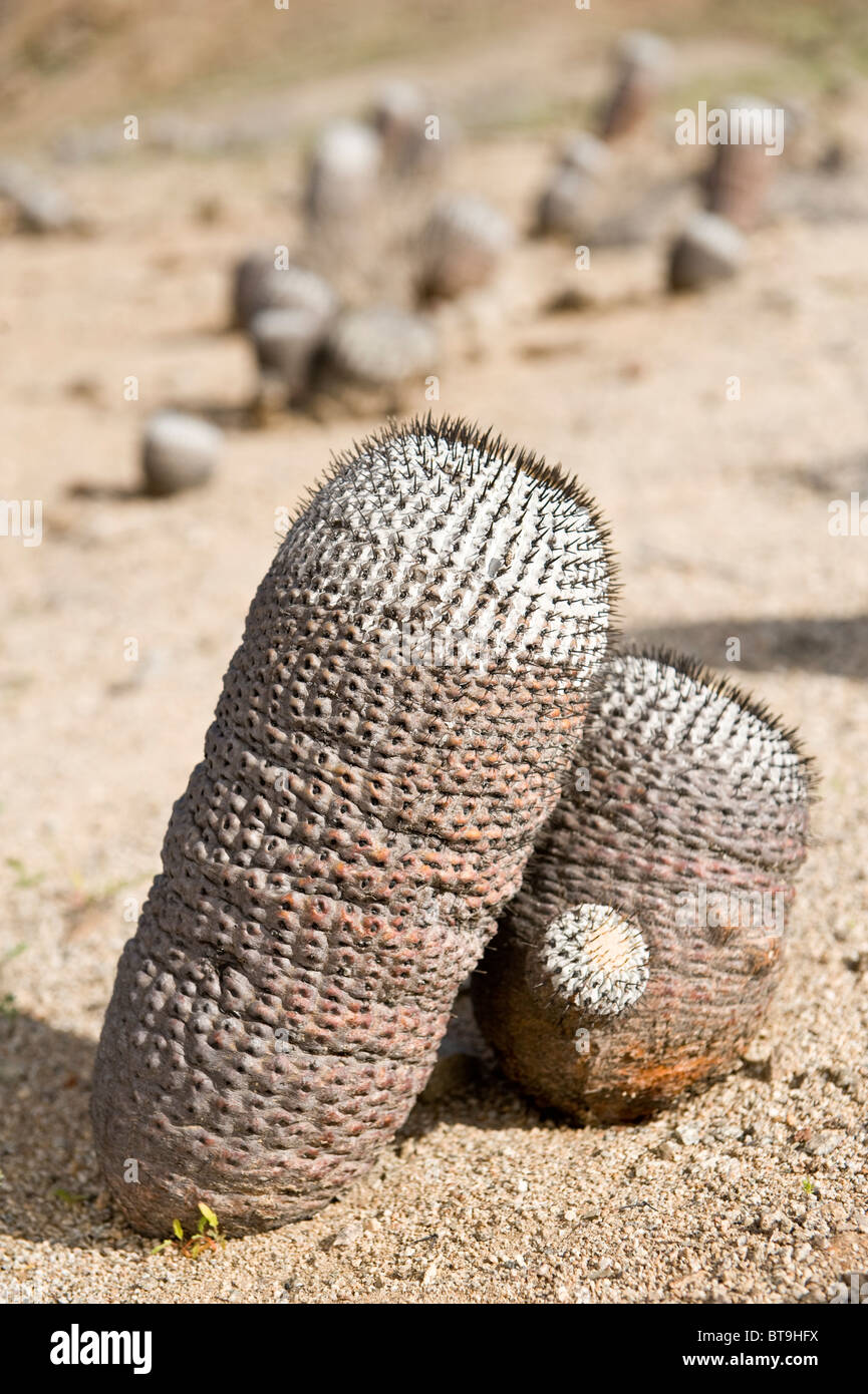 Copiapoa cinerea ssp. columna alba cactus Pan de Azucar National Park