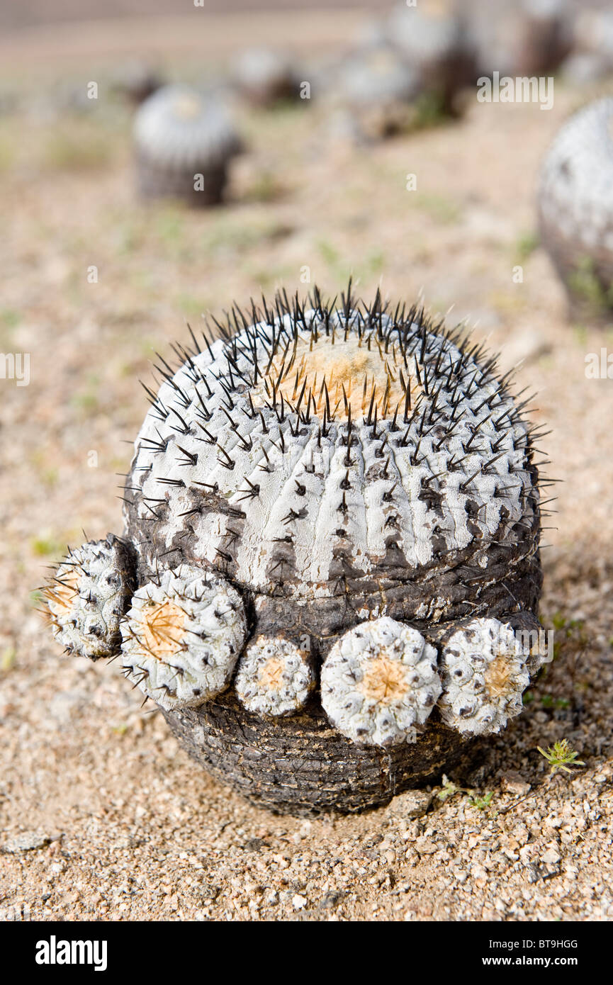 Copiapoa cinerea ssp. columna-alba cactus Parque National Pan de Azucar Atacama (III) Chile South America Stock Photo