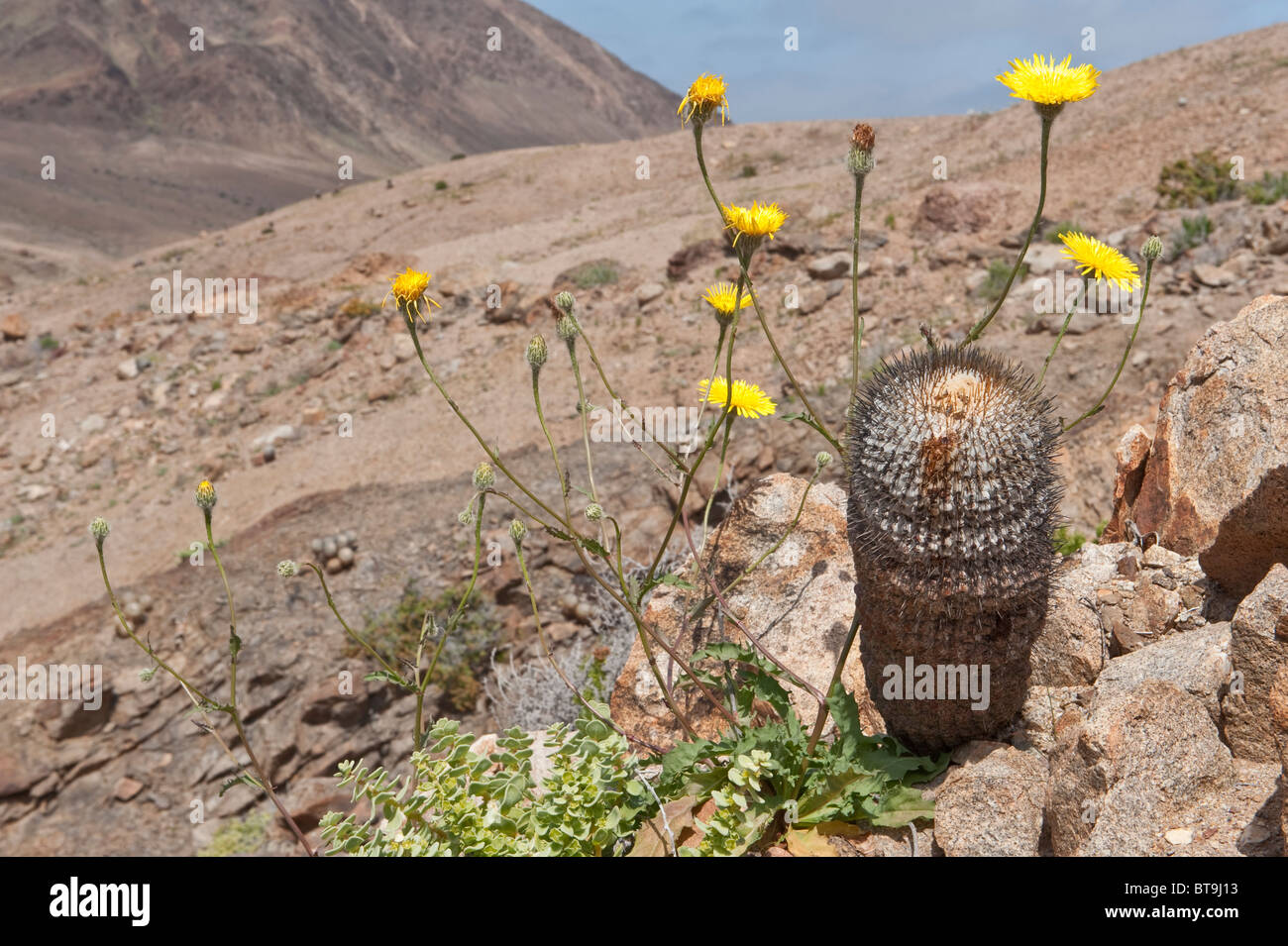 Copiapoa cinerea ssp. columna-alba cactus during ‘desierto florido