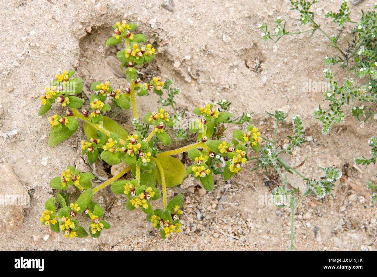 Aguanosa (Tetragonia pedunculata) flower after El Niño rains road to Los Lomitas Parque National Pan de Azucar Atacama Desert Stock Photo