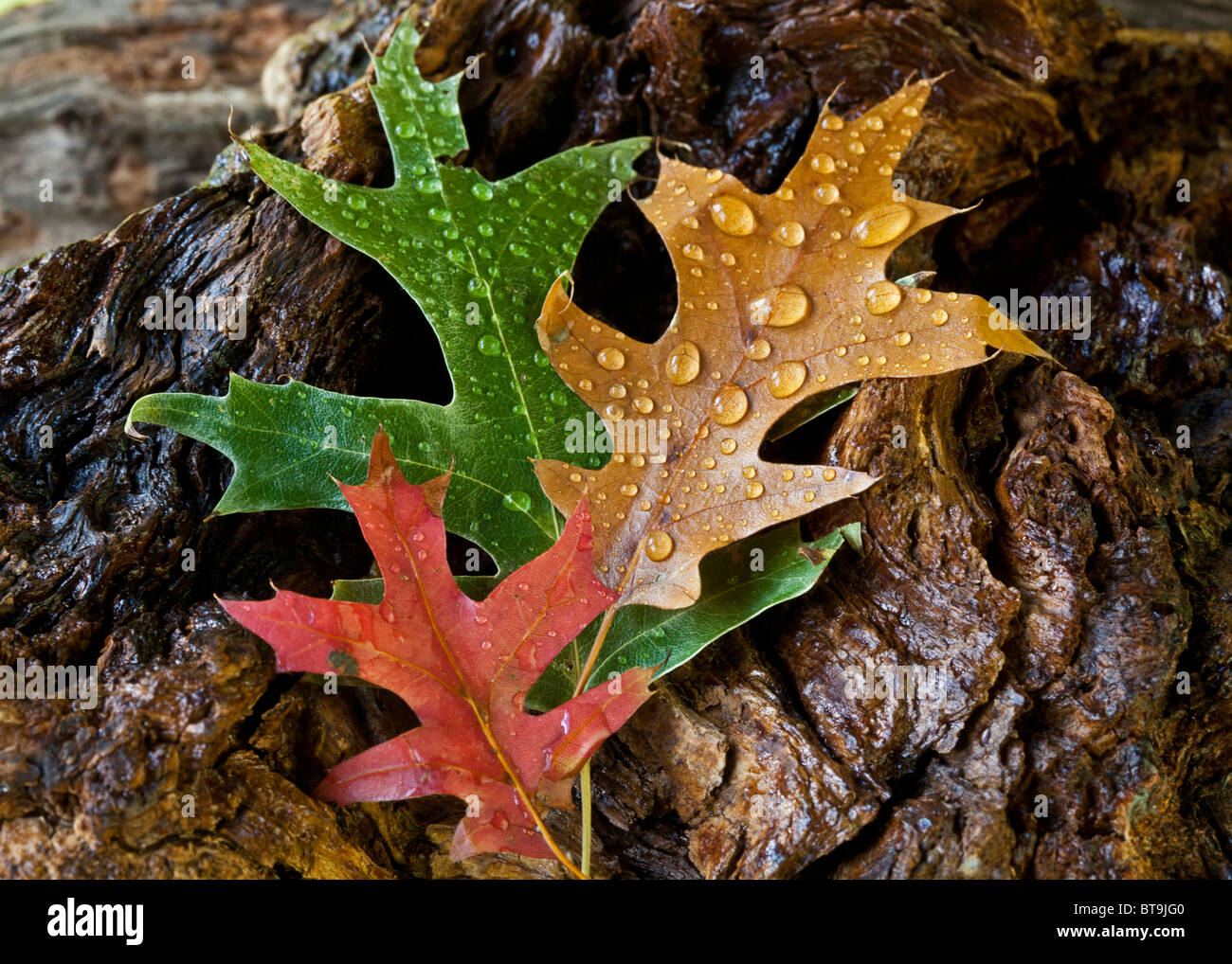 Leaves of autumn in close up on forest floor Stock Photo