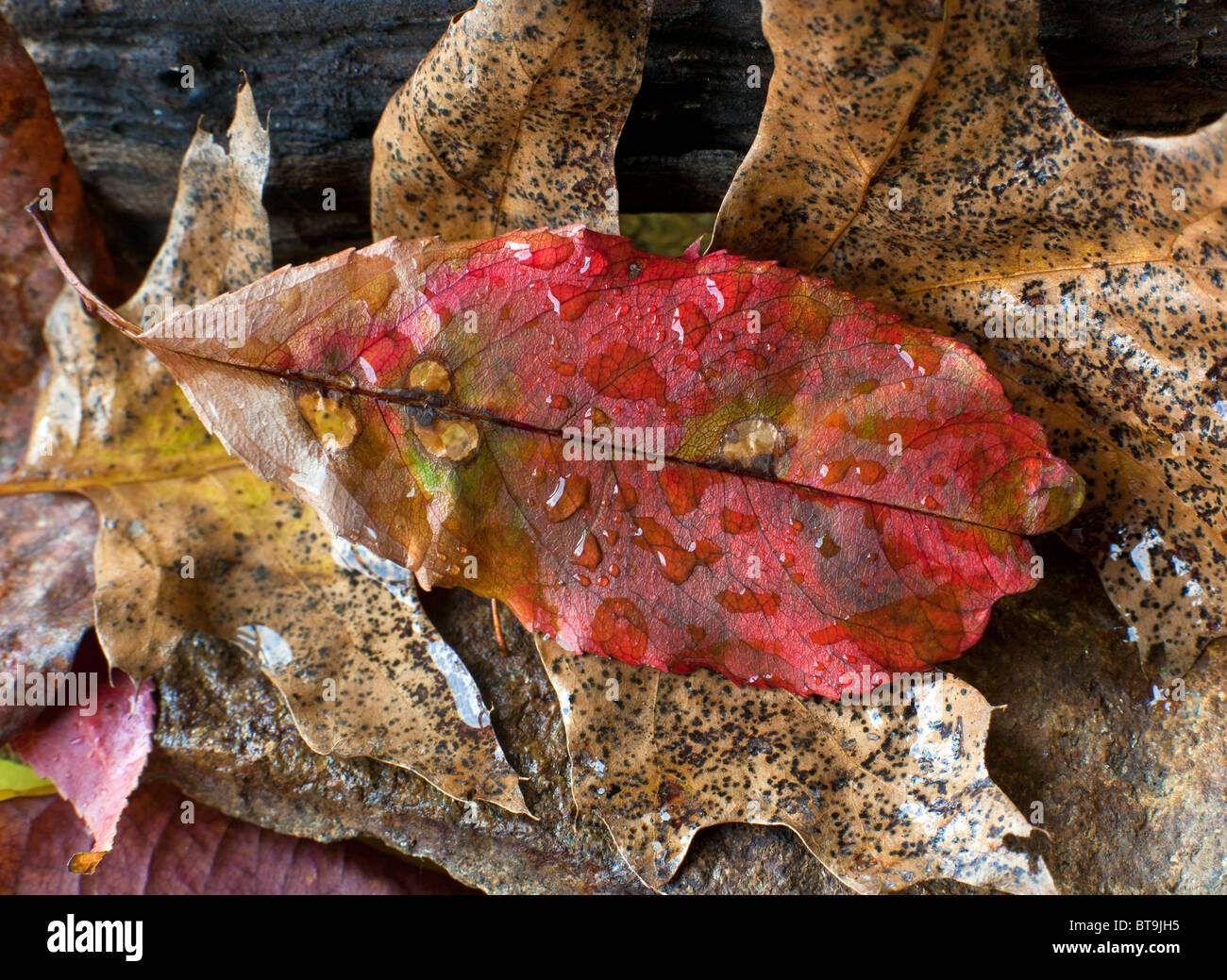 Leaves of autumn in close up on forest floor Stock Photo - Alamy