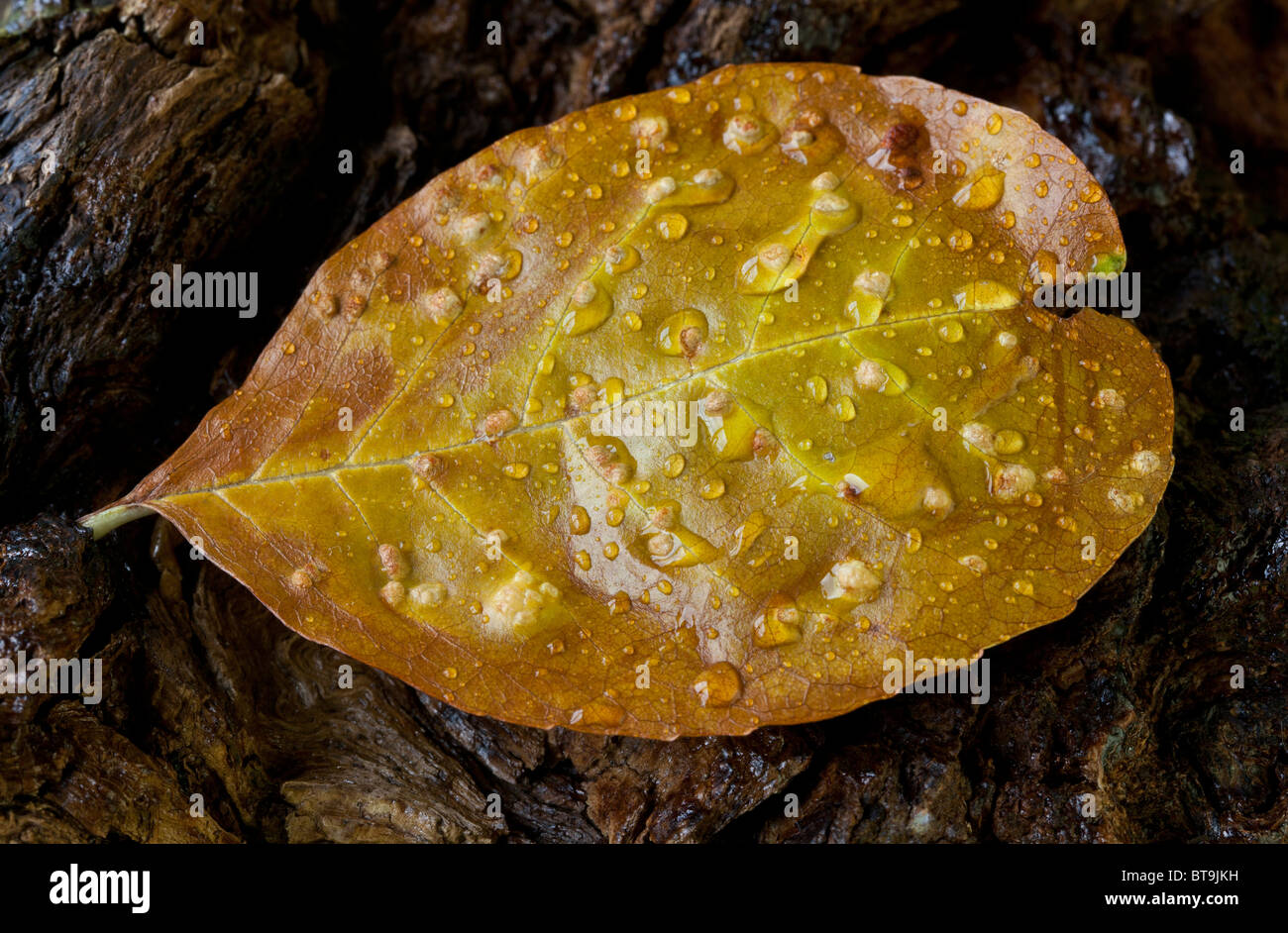 Leaves of autumn in close up on forest floor Stock Photo - Alamy