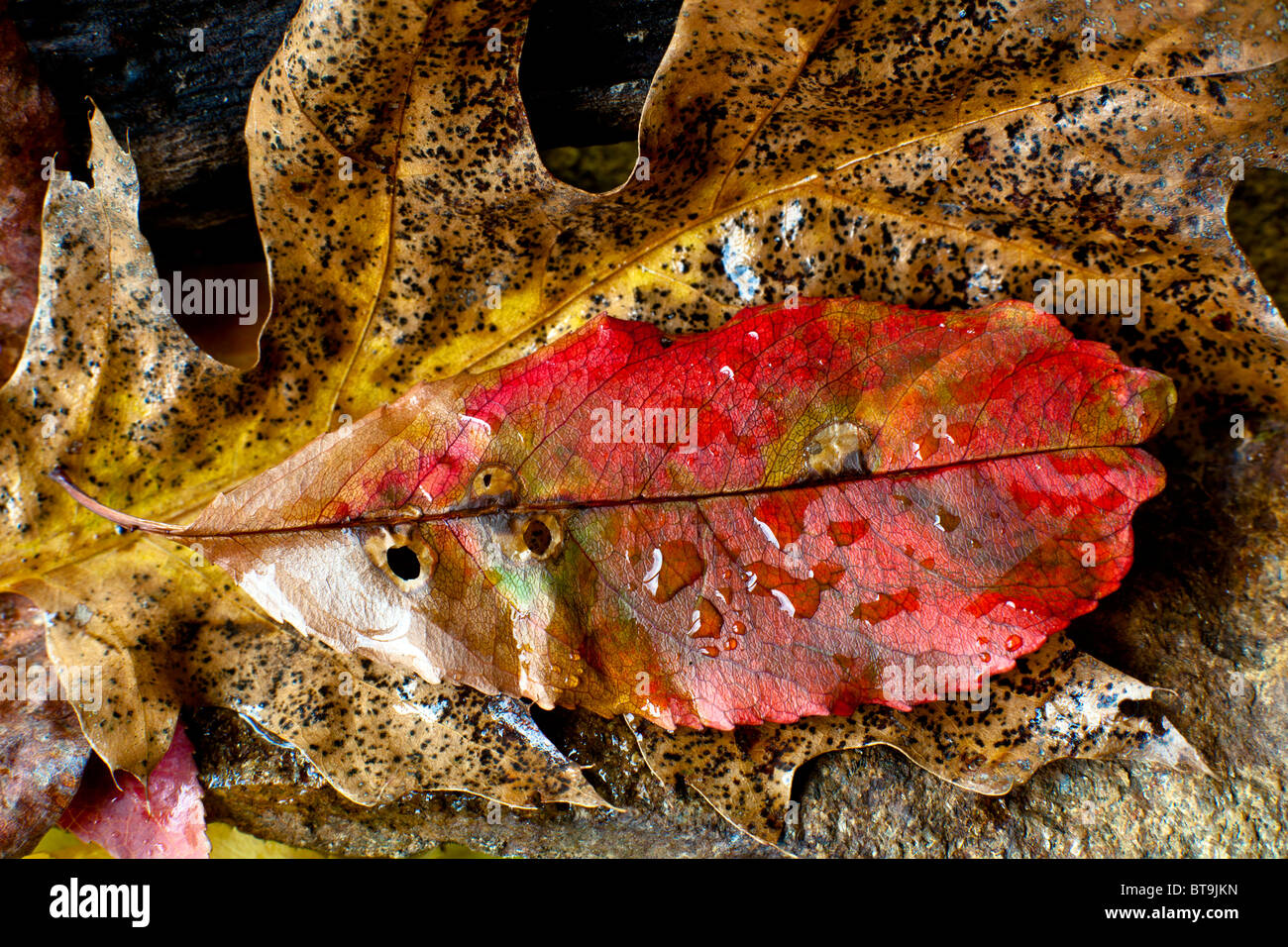 Leaves of autumn in close up on forest floor Stock Photo - Alamy
